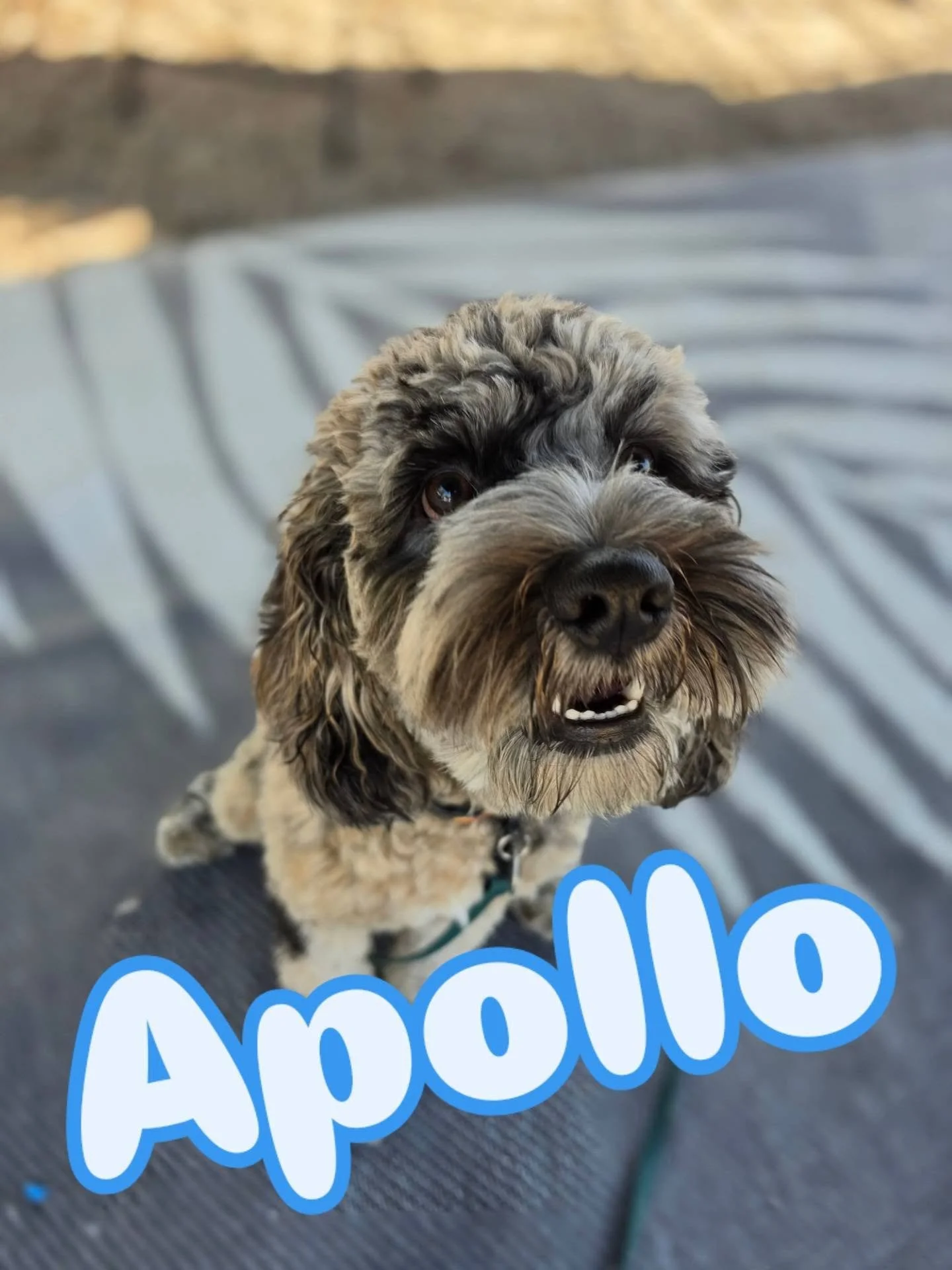 Apollo just joined the crew and his little "sploot" is just the cutest! 

This 7 month old Cockapoo is here to work on basic obedience and off leash recall so his family can keep bringing him along on all their adventures&hellip; just witho