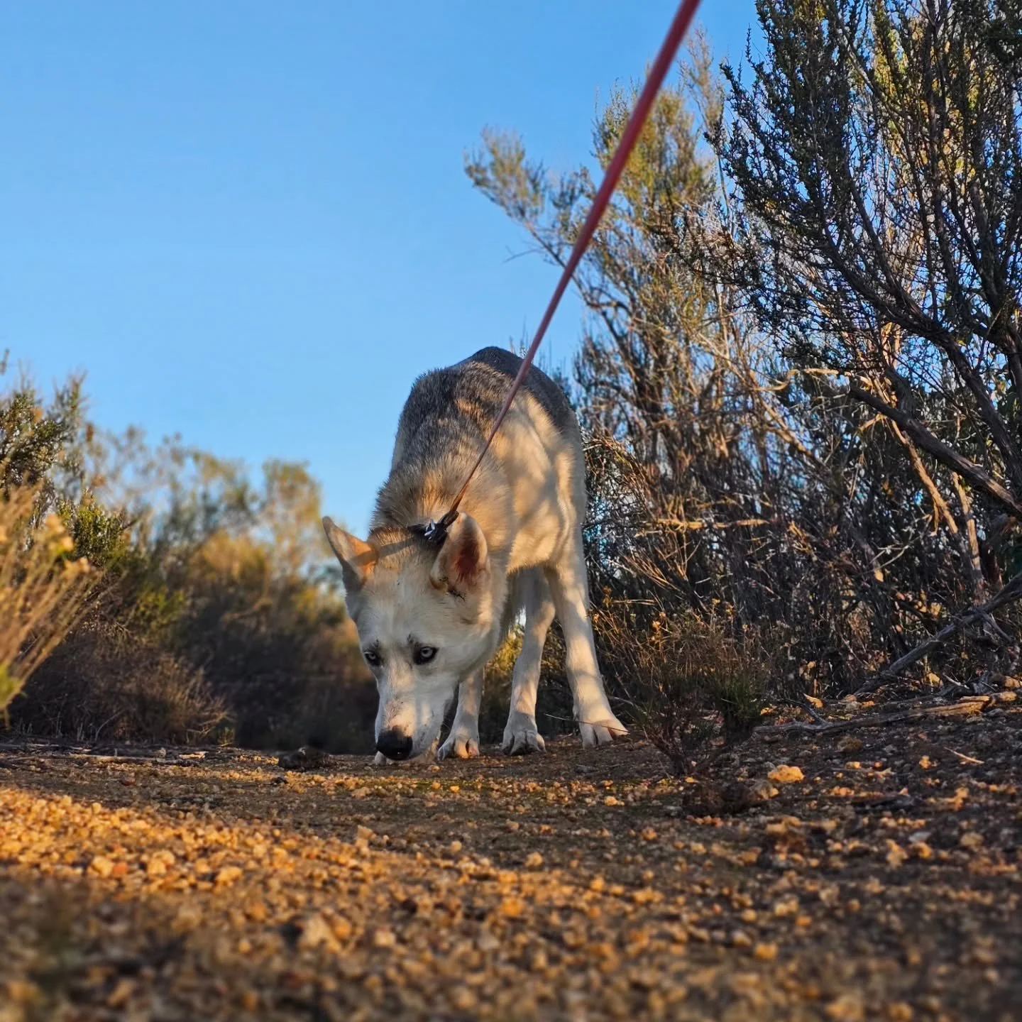 ✨ Welcome Cosmo! ✨
Mr. Cosmo is a husky of sorts and a total gentle giant. It&rsquo;s easy to see why his owners fell in love with him. He was adopted from Paws for Life Animal Rescue in LA about two(ish) months ago. 

Early on, Cosmo was nervous abo