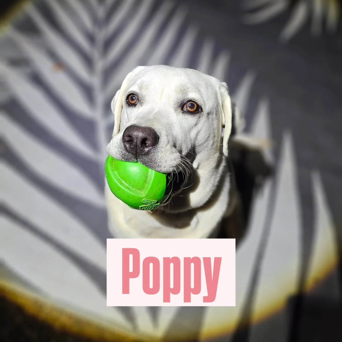 Welcome Poppy! 

Poppy is here to finish out her puppy program, and it&rsquo;s wild how much she&rsquo;s grown since the last time I saw her. She&rsquo;s officially out of the tiny-puppy stage and ready to keep building on her training. 

Like many L