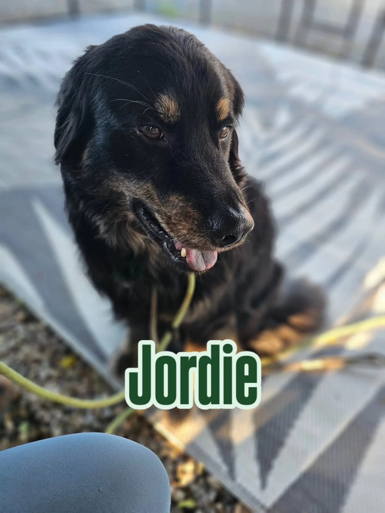 Welcome Jordie!

If this guy looks familiar, it&rsquo;s because he&rsquo;s Cricket&rsquo;s brother! Jordie came all the way from LA to train with me, and this case is a really cool one.

Jordie&rsquo;s brothers, sisters, and mama were all adopted, an
