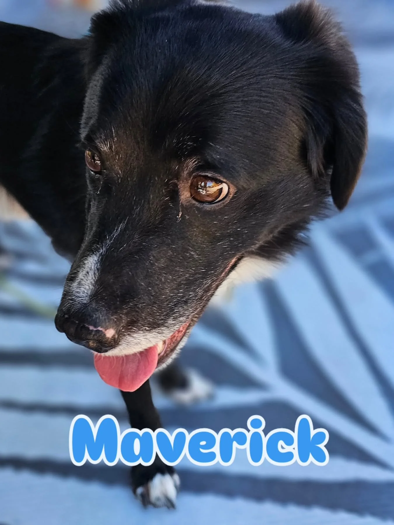 Welcome Maverick! 

Maverick was adopted by his family in June after being found as a stray in Los Angeles. When he was rescued, he had a burn mark on his back, possibly from the wildfires, though no one can say for sure. 

Maverick has shown some fe