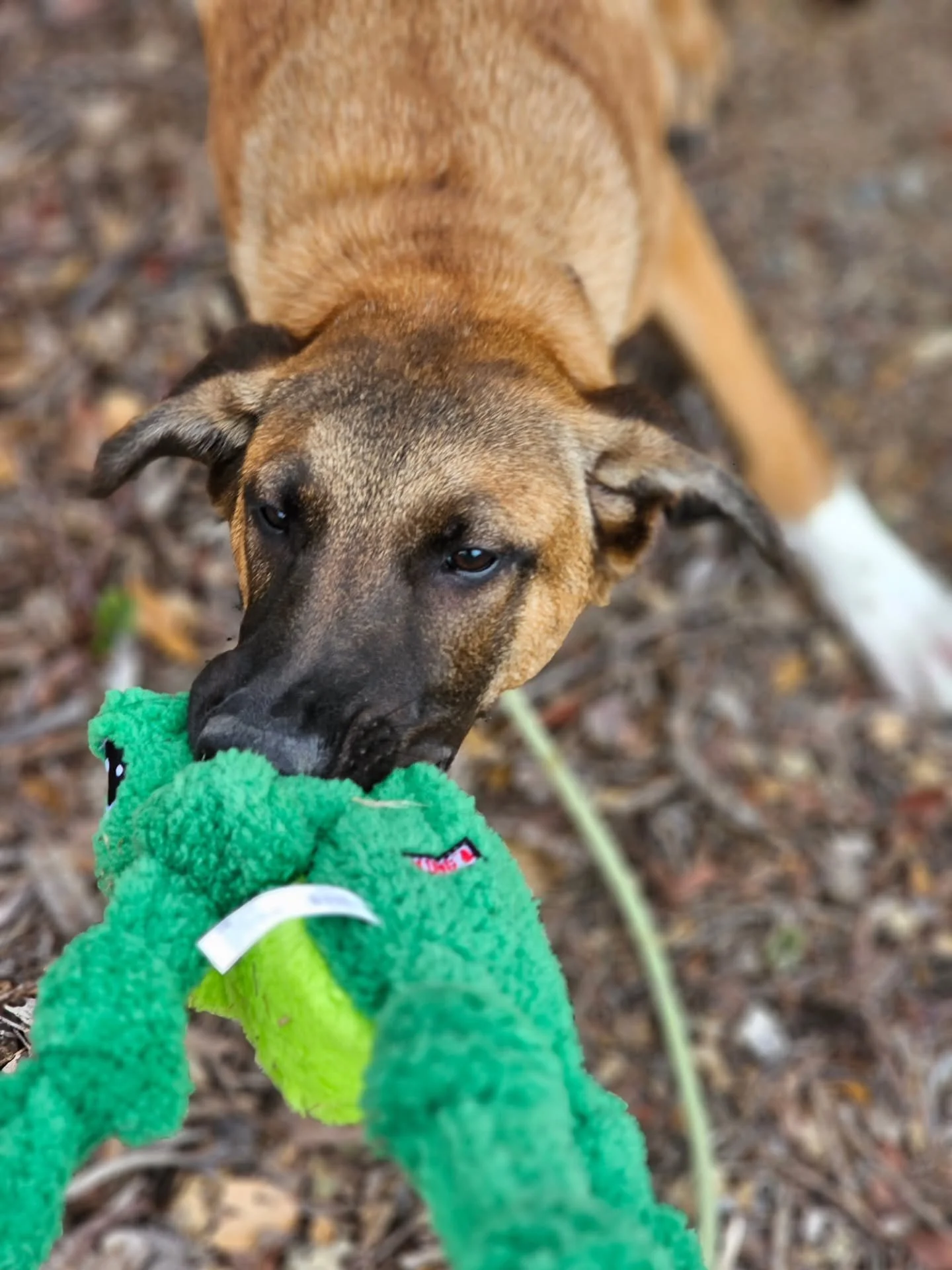 Welcome Moose!
Moose is a 5-month-old Mal mix who was recently rescued from the shelter by his amazing family. From day one, they&rsquo;ve made it a priority to set him up for success, and what better way to do that than investing in training early o