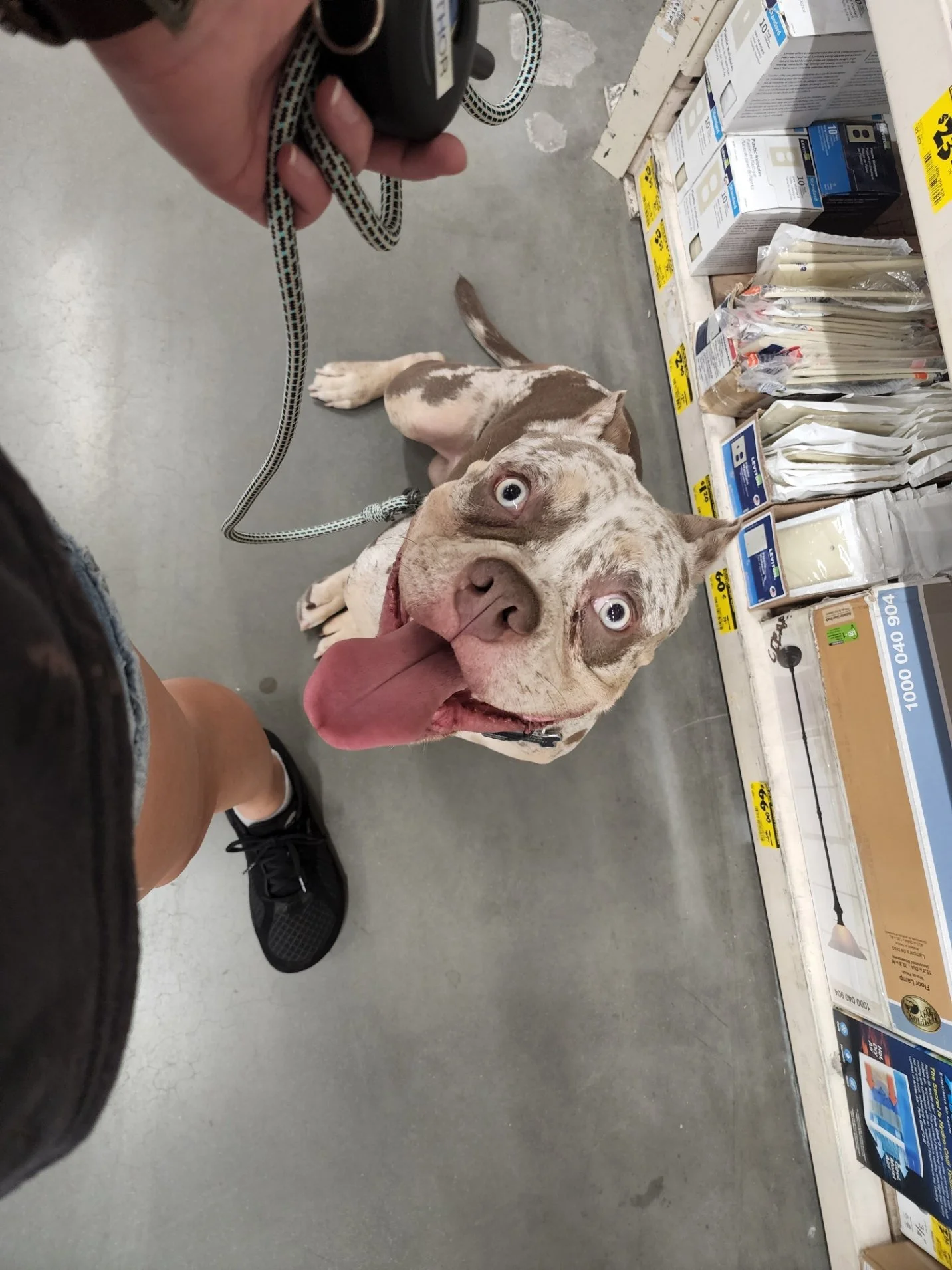 Excited merle pit bull on a leash looking up with its tongue out in a hardware store aisle