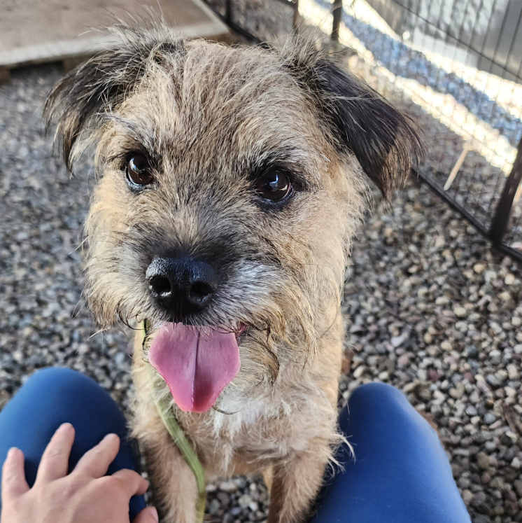 Close-up of a happy scruffy tan dog with a pink tongue sitting between a person's legs outdoors