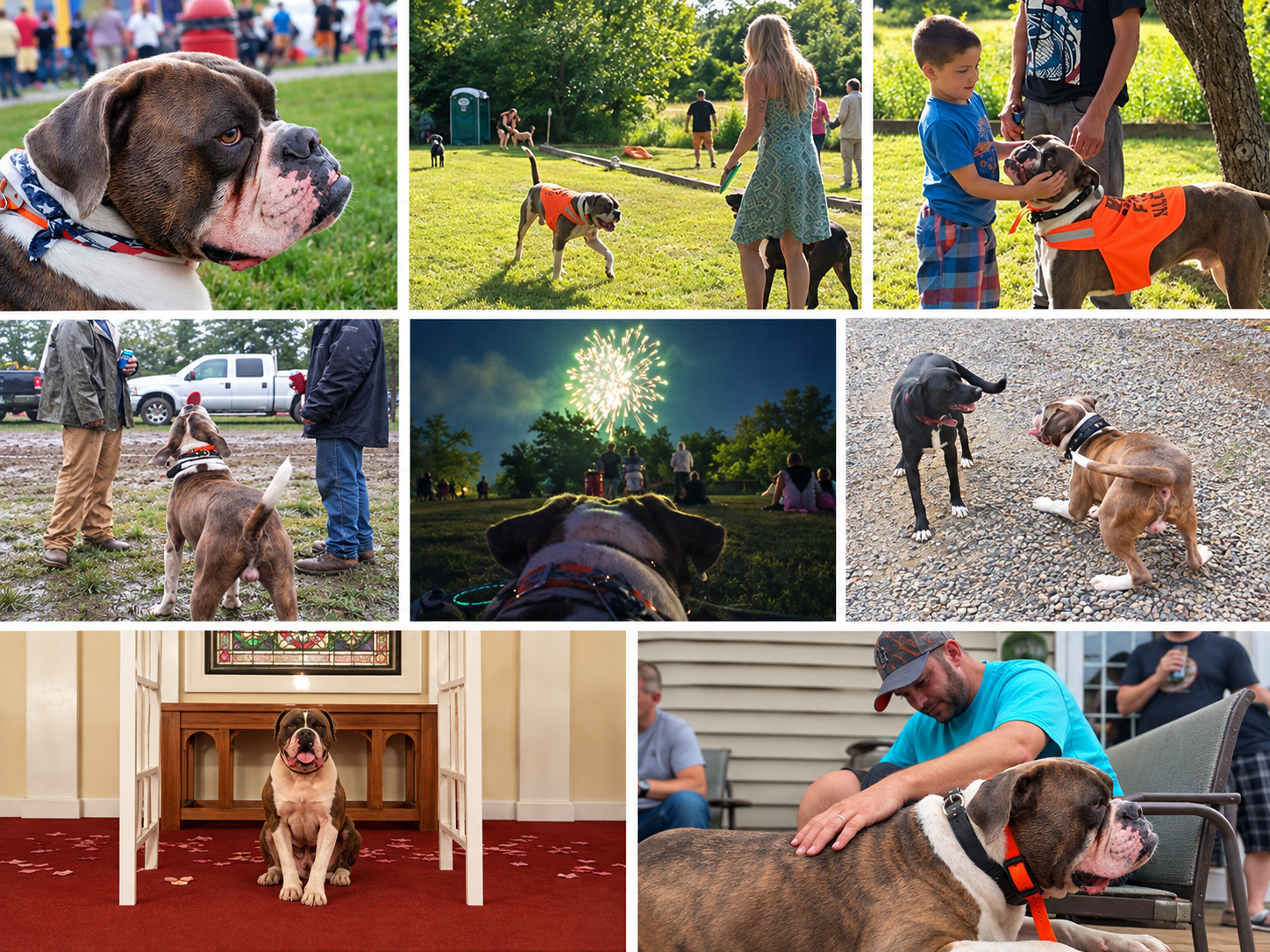 Collage of Katelyn's American Bulldog, Moose, at a community event, interacting with people and dogs, watching fireworks, and sitting in a church.