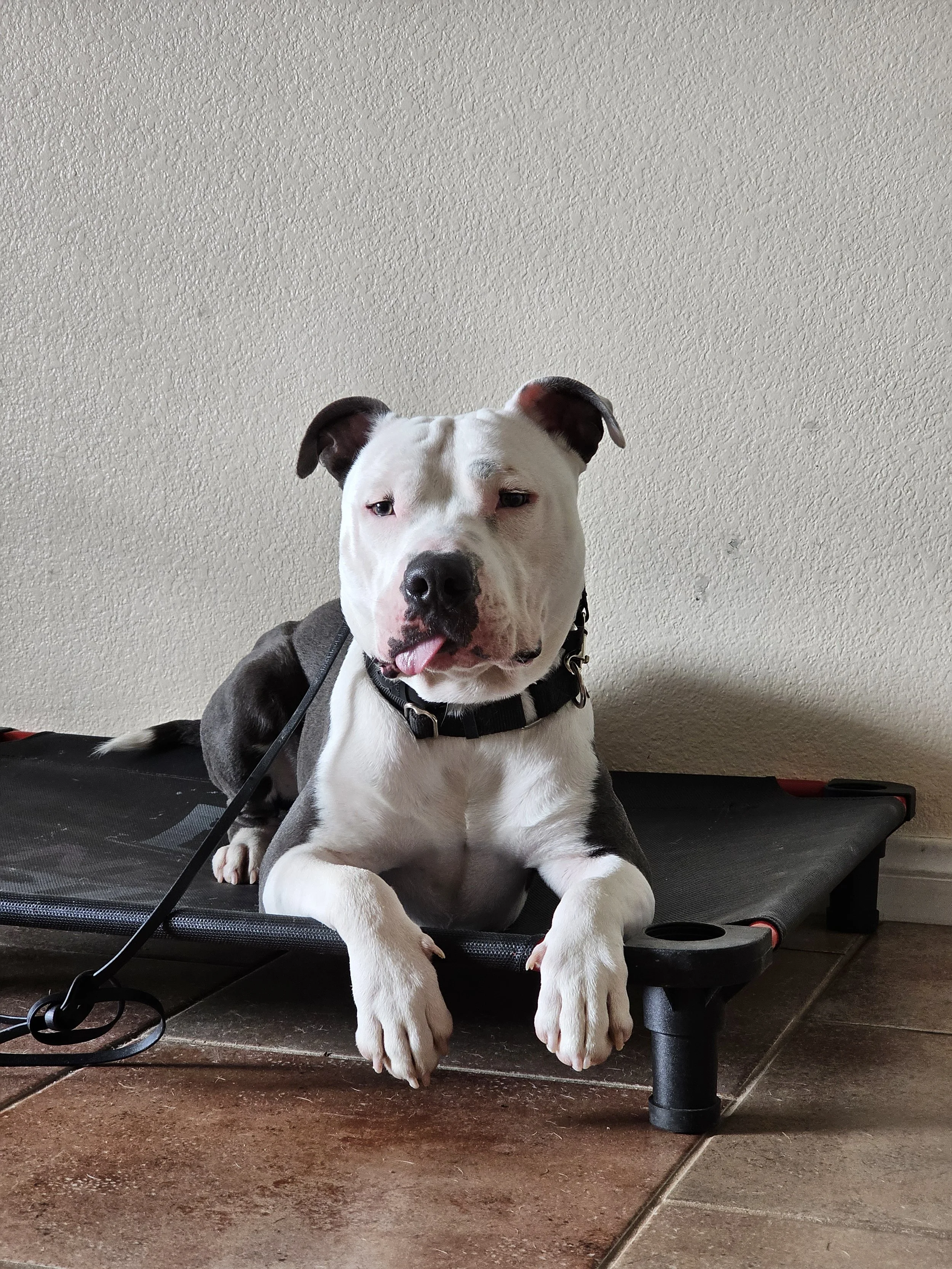 White-and-gray pit bull wearing a black collar, sitting on a raised dog cot with its tongue out