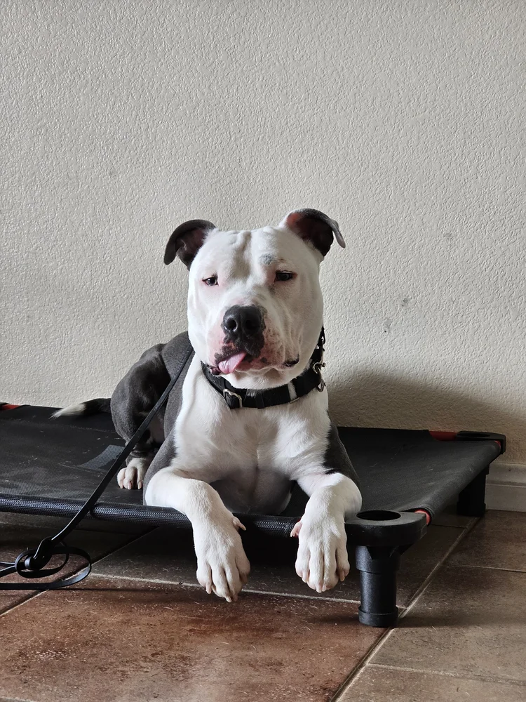 Dog resting on a raised training cot
