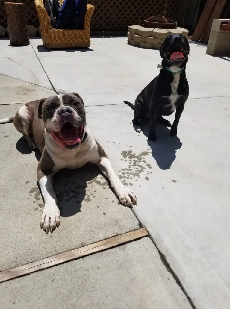 Two happy dogs, an American bulldog and a black-and-white pit bull mix, sitting on a sunny concrete patio.