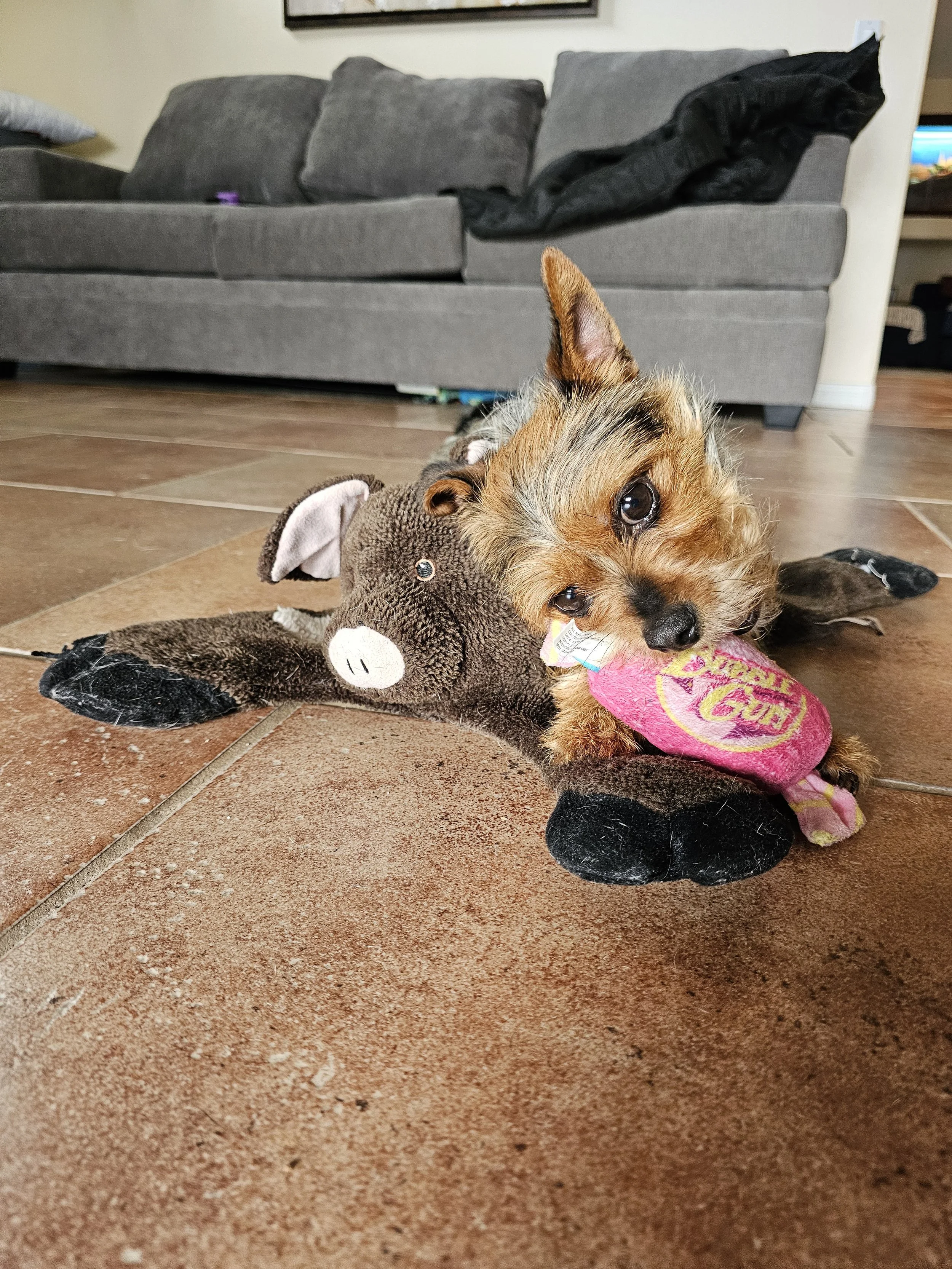 Small Yorkie lying on a plush stuffed animal and colorful toy in front of a gray sofa