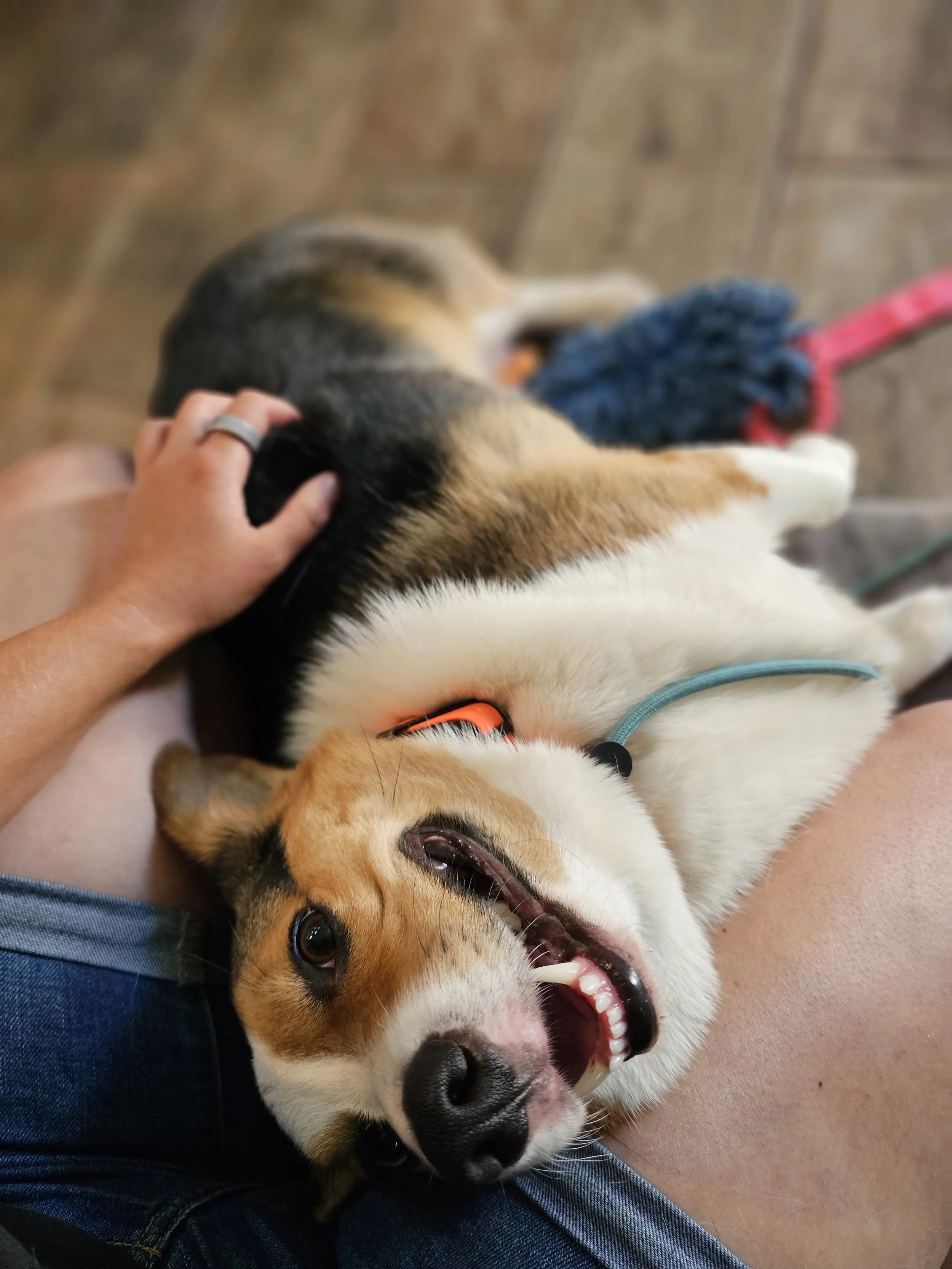 Happy Pembroke Welsh Corgi lying on its back while a person pets its head.