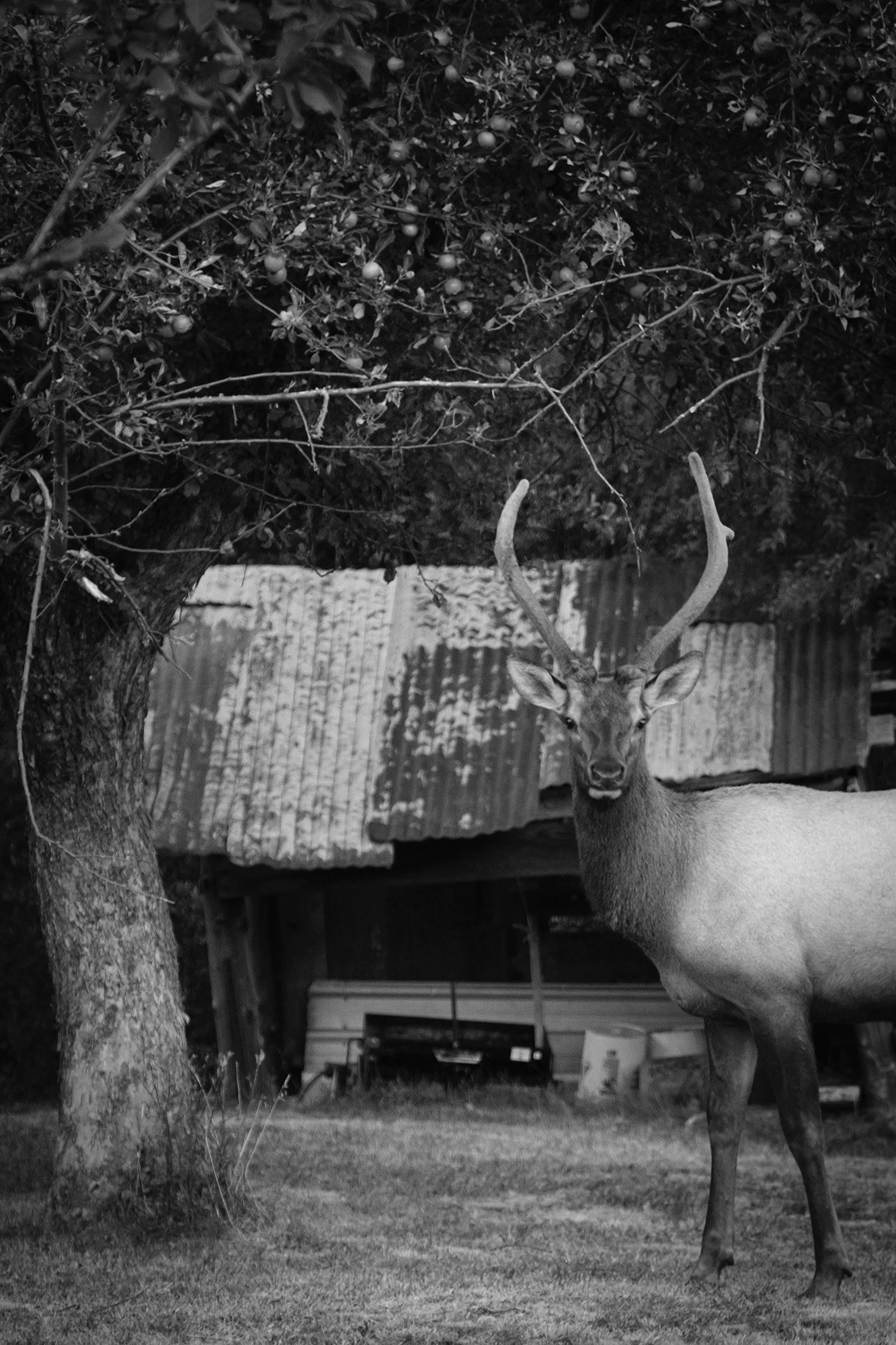 antlers.jpg
