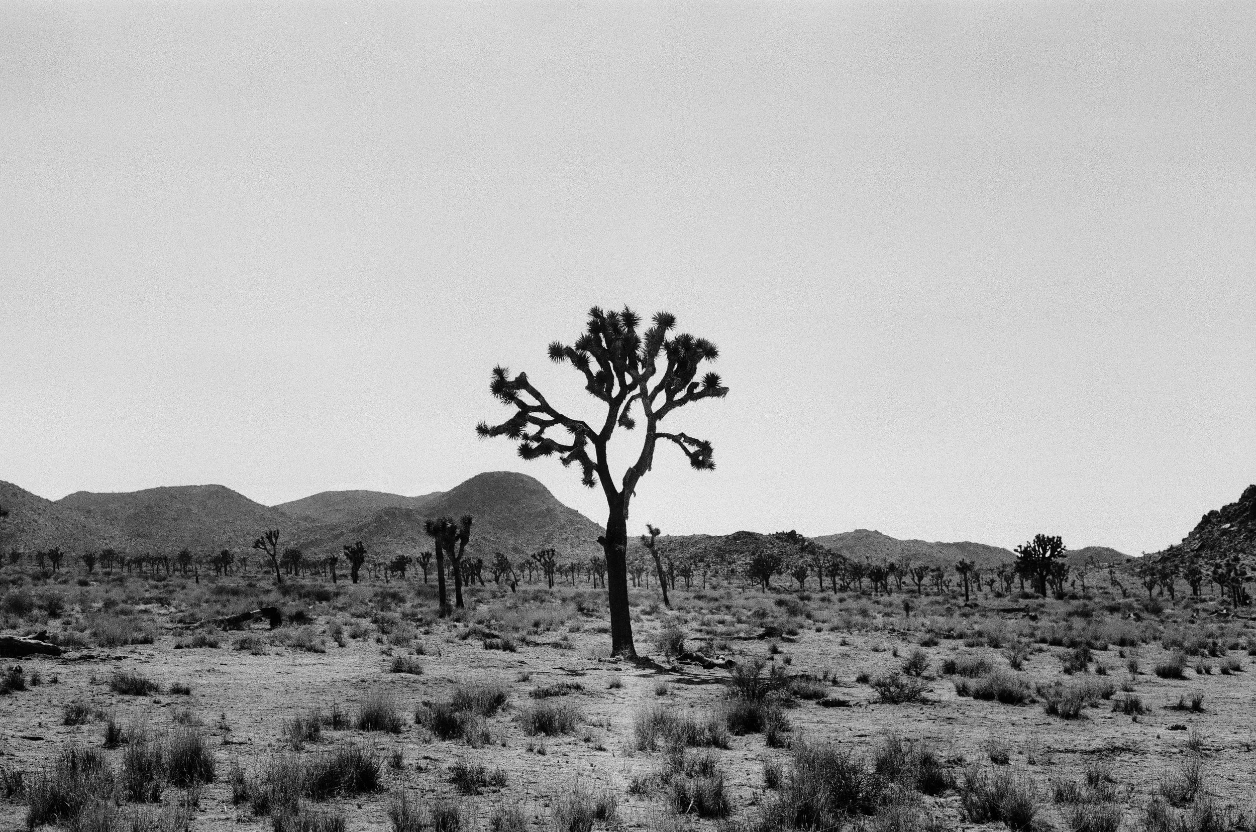 Canon AE1 w/ Cinestill B/W XX