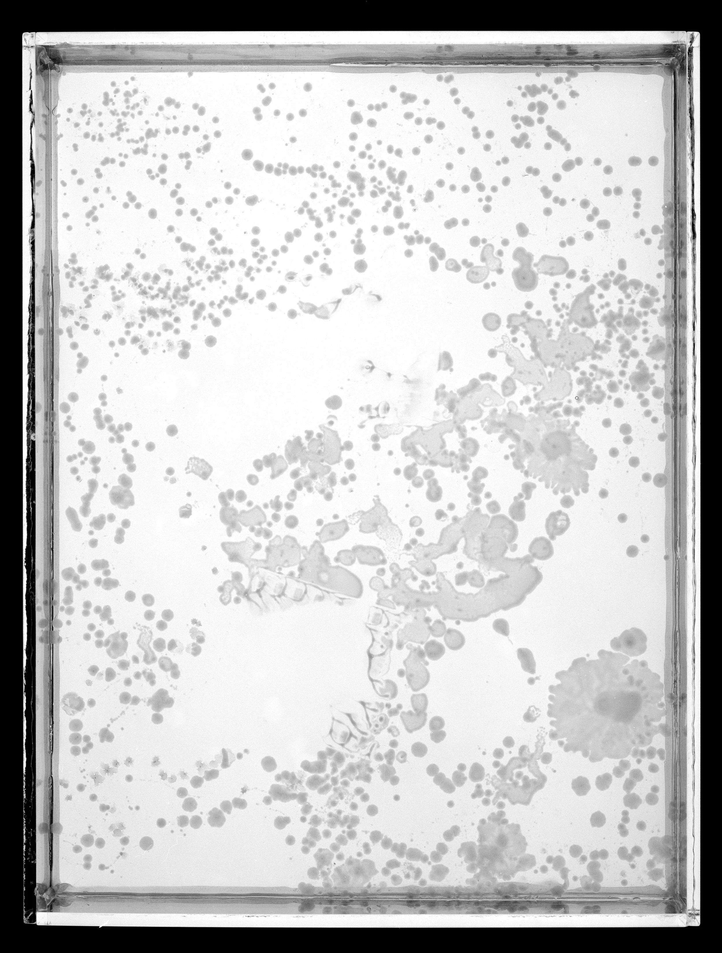2023.6.10_AgarPlates_8B.jpg