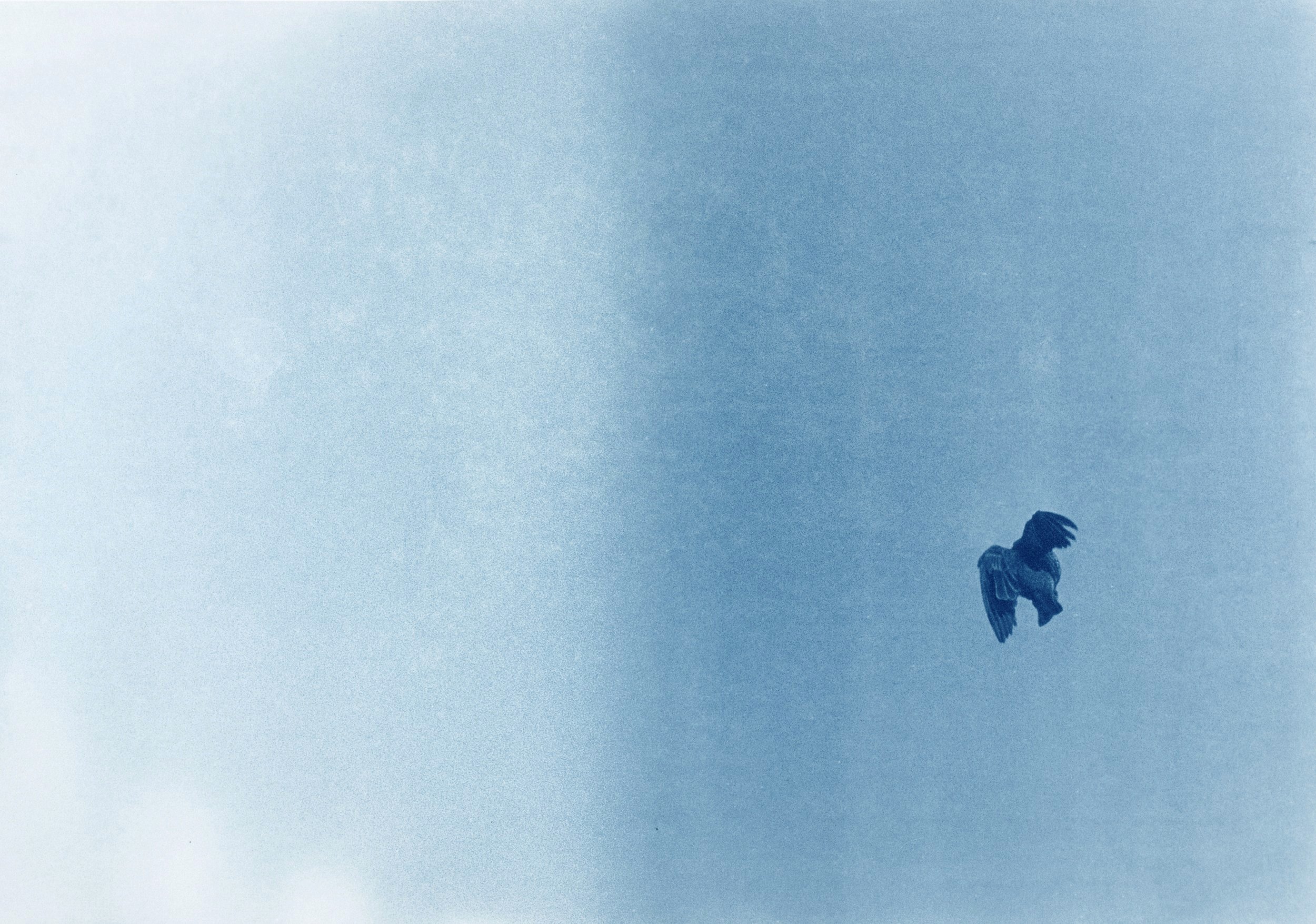 Birds-Doc_015.jpg