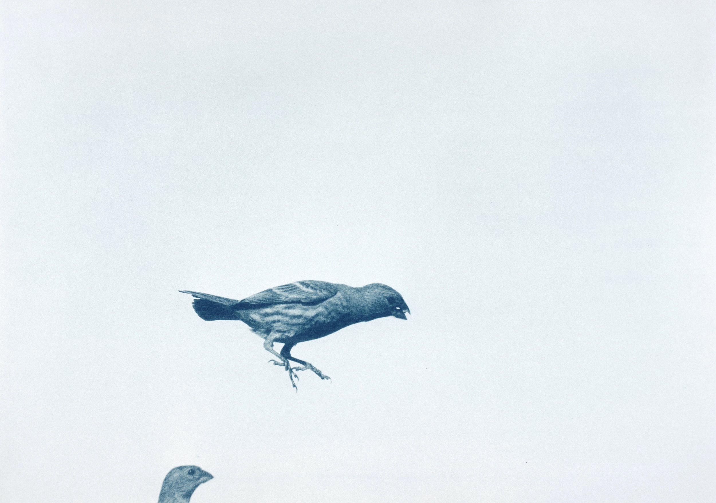 Birds-Doc_010.jpg