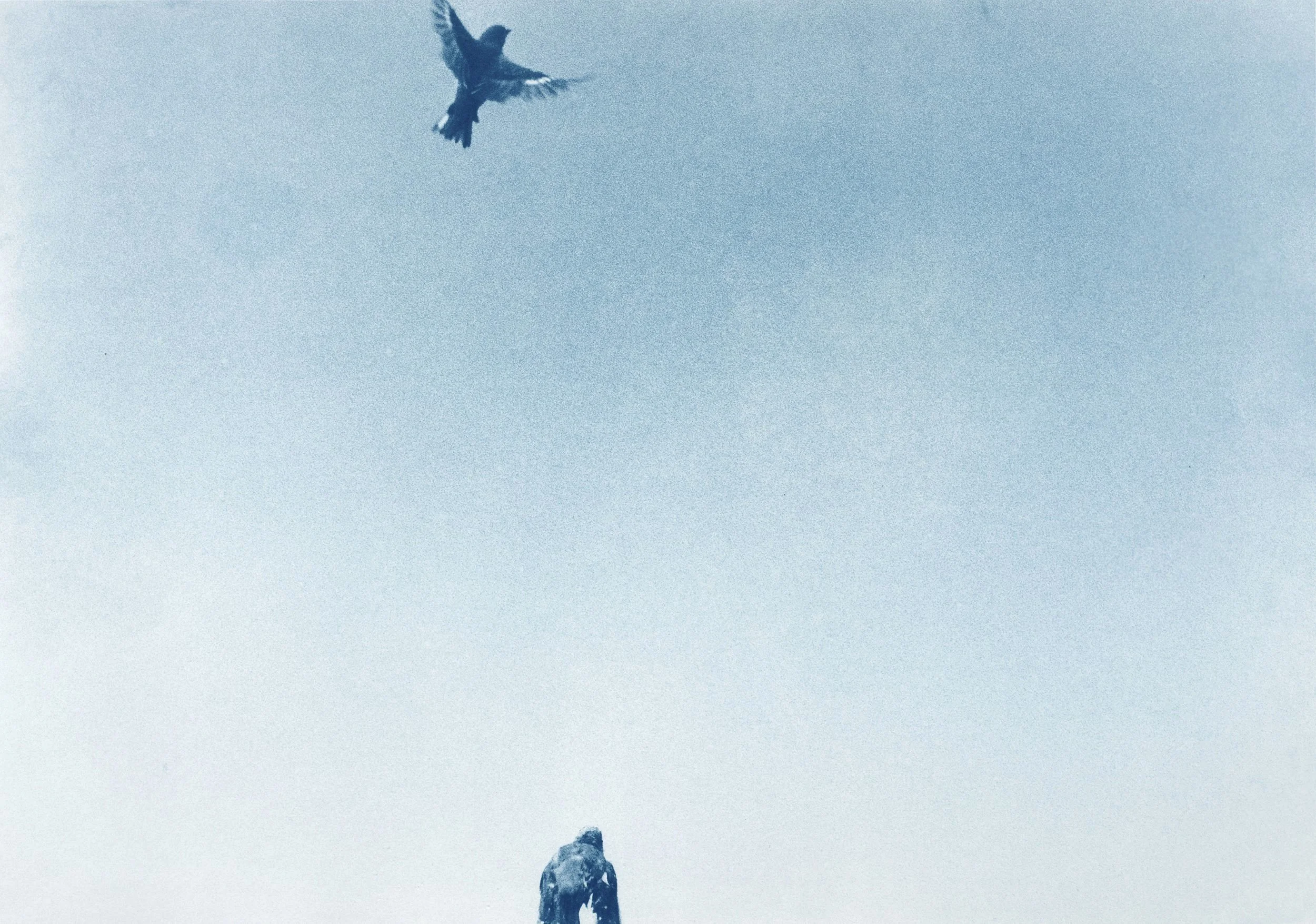 Birds-Doc_013.jpg