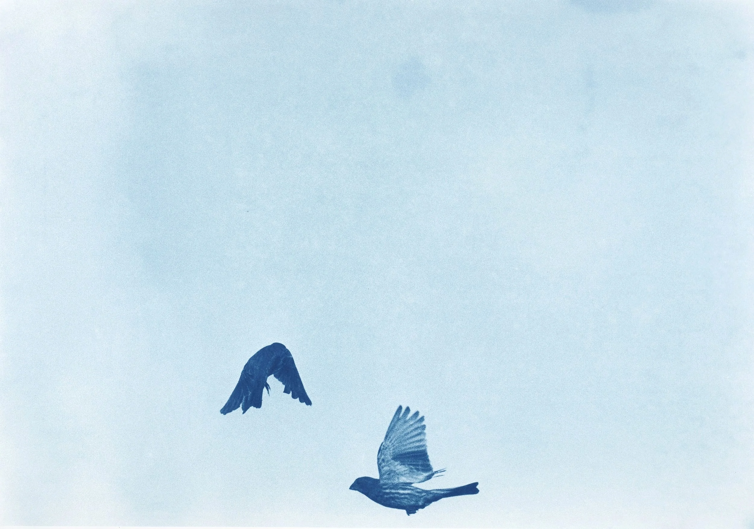 Birds-Doc_012.jpg
