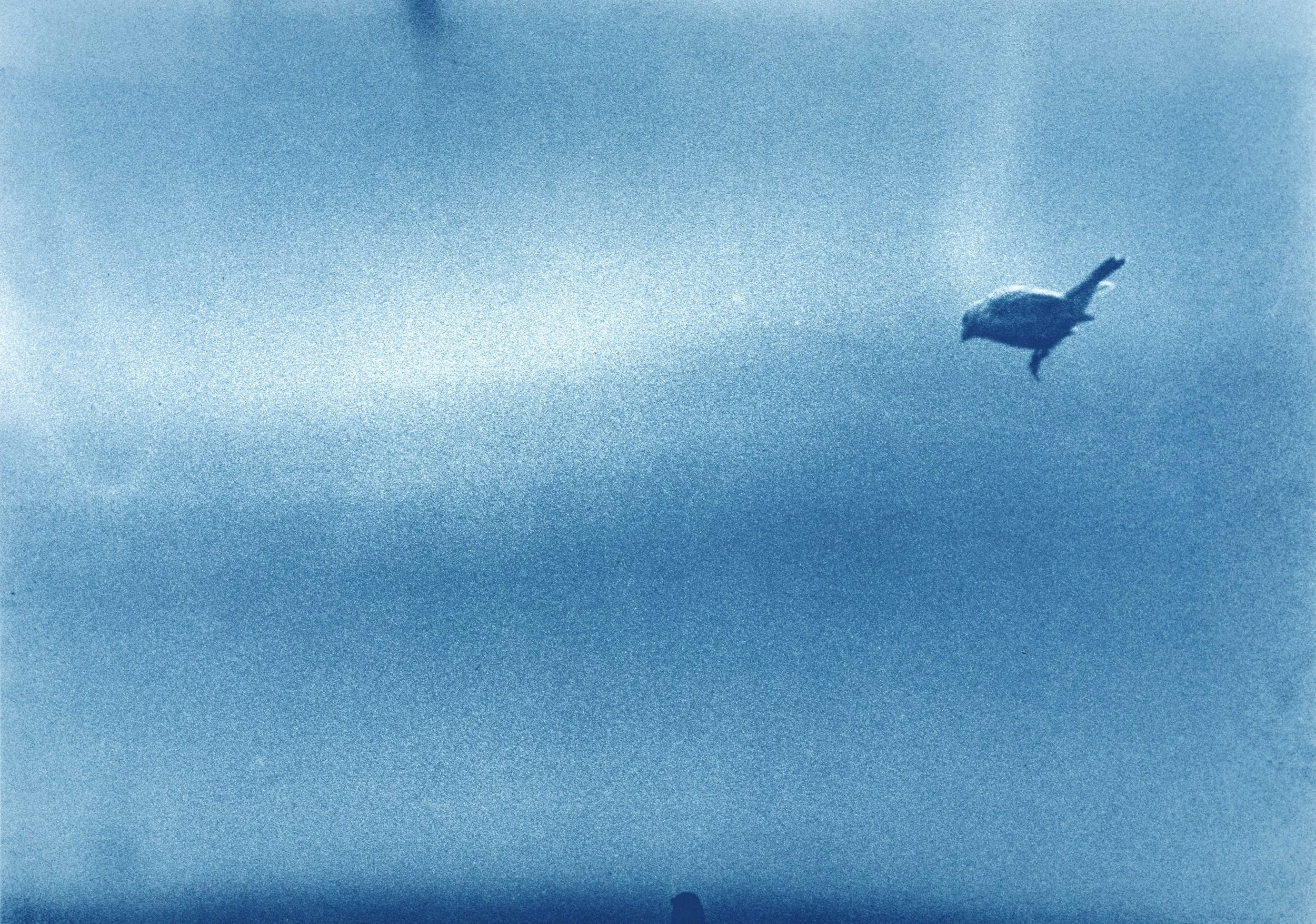 Birds-Doc_011.jpg