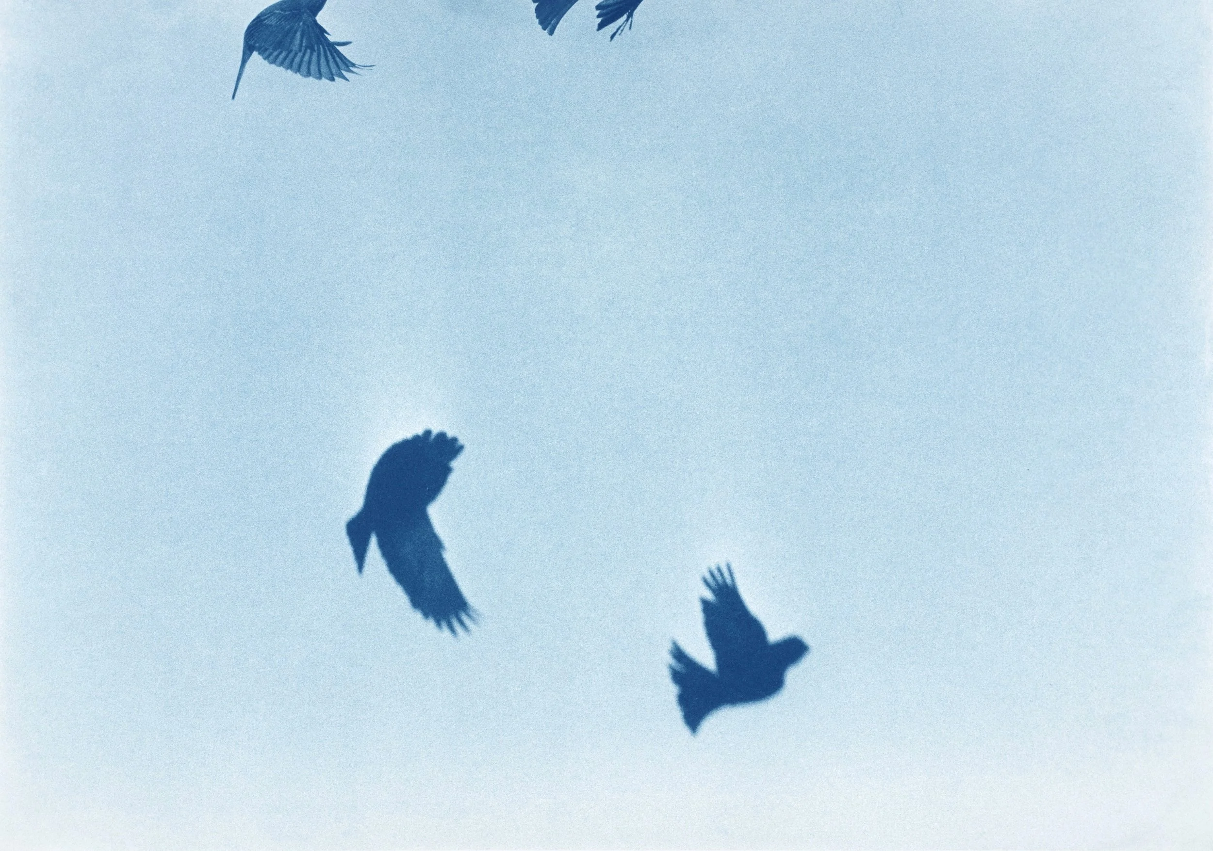 Birds-Doc_007.jpg