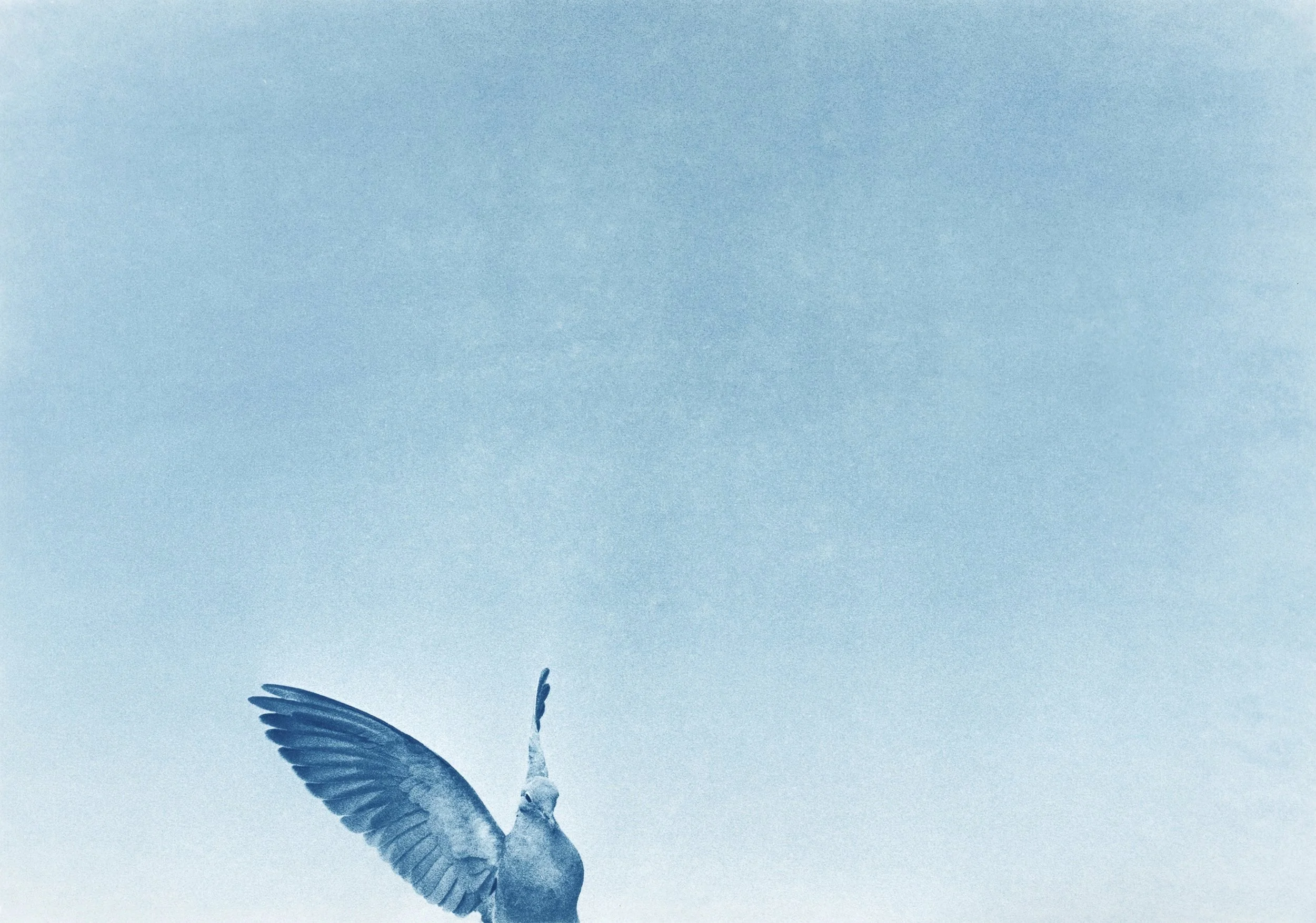 Birds-Doc_009.jpg