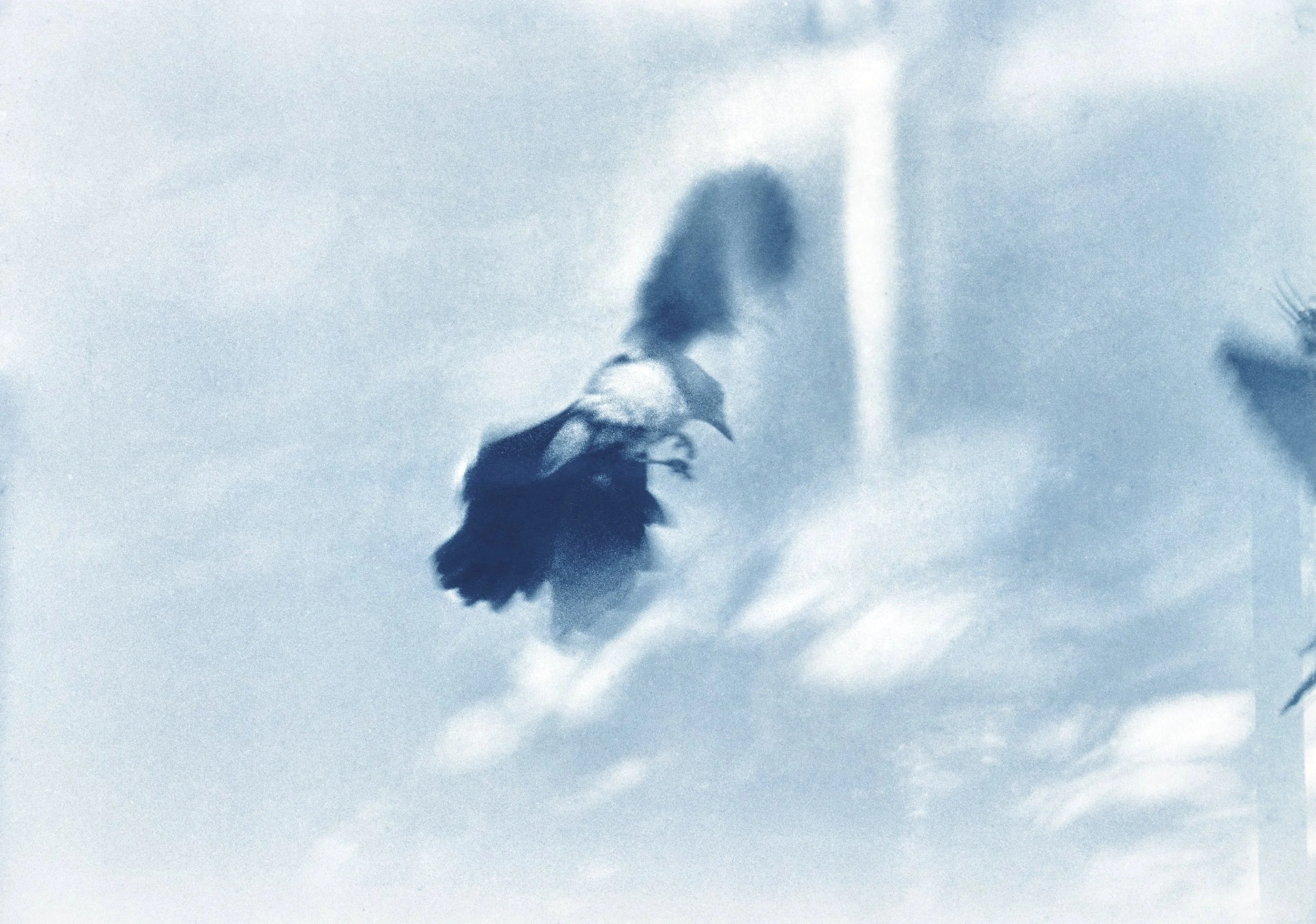 Birds-Doc_017.jpg