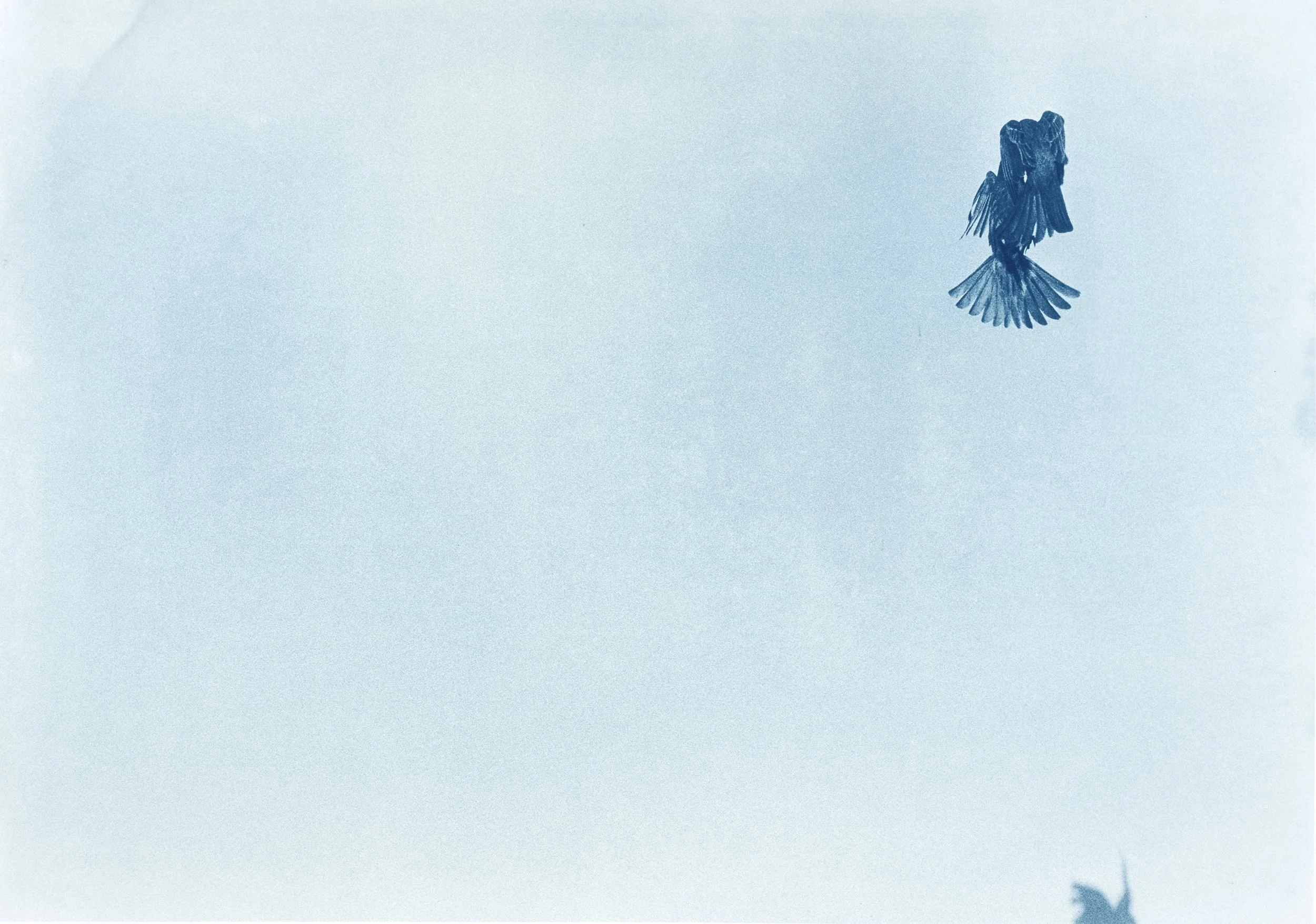 Birds-Doc_008.jpg
