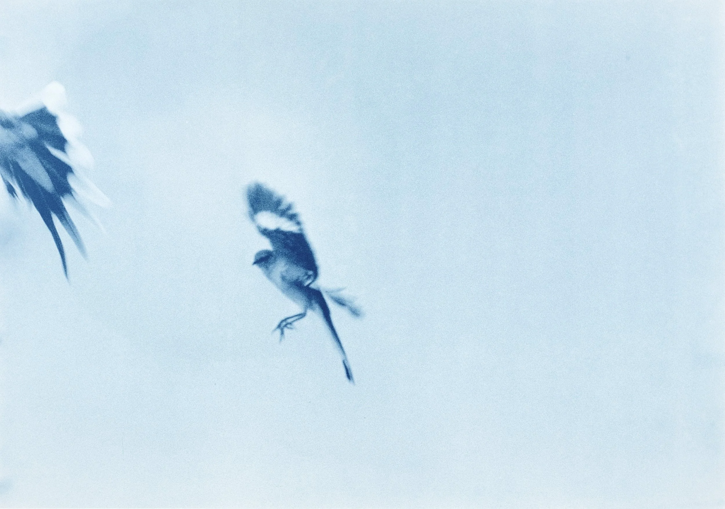 Birds-Doc_020.jpg