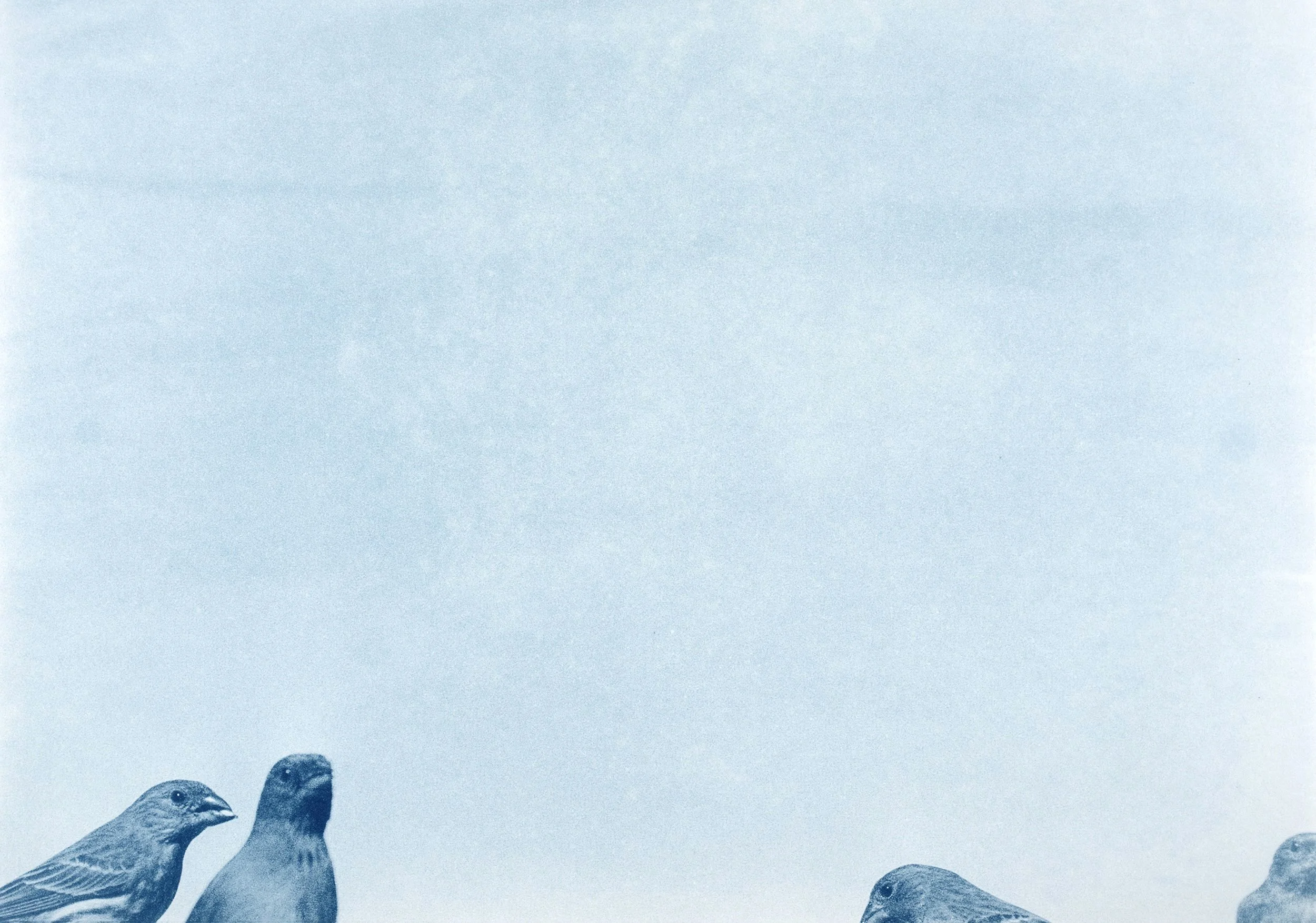 Birds-Doc_023.jpg