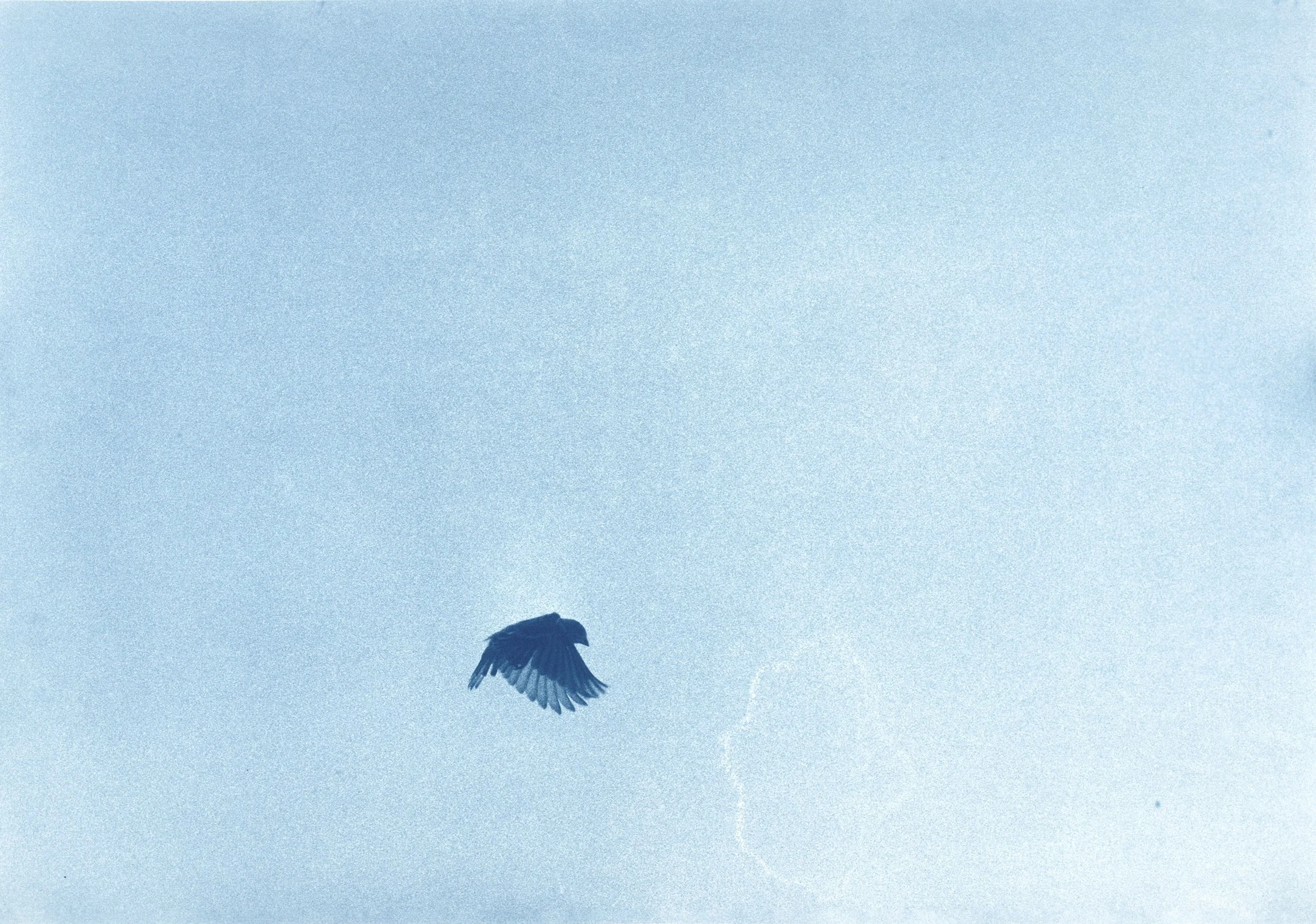 Birds-Doc_022.jpg