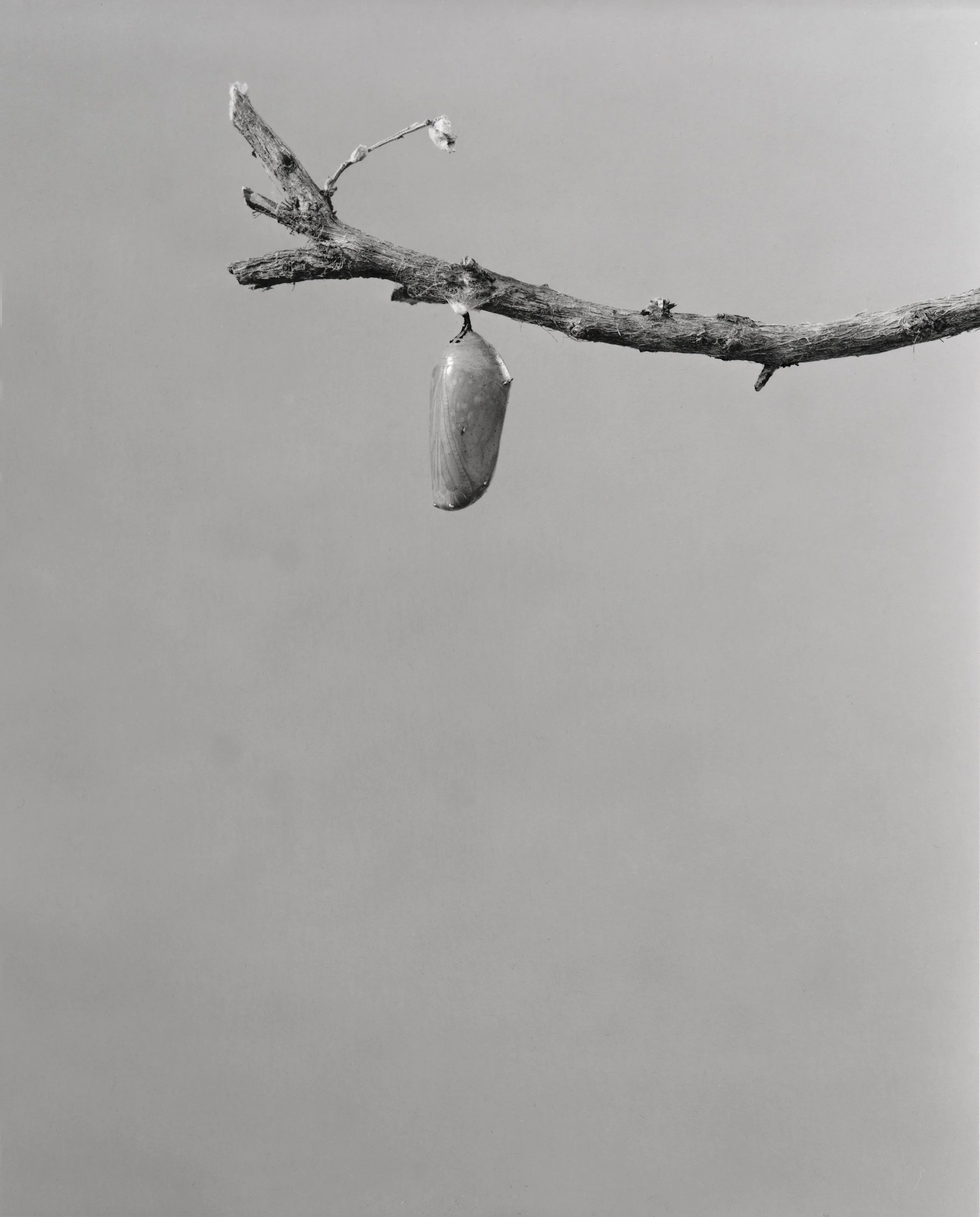 Monarch-Doc_035.jpg