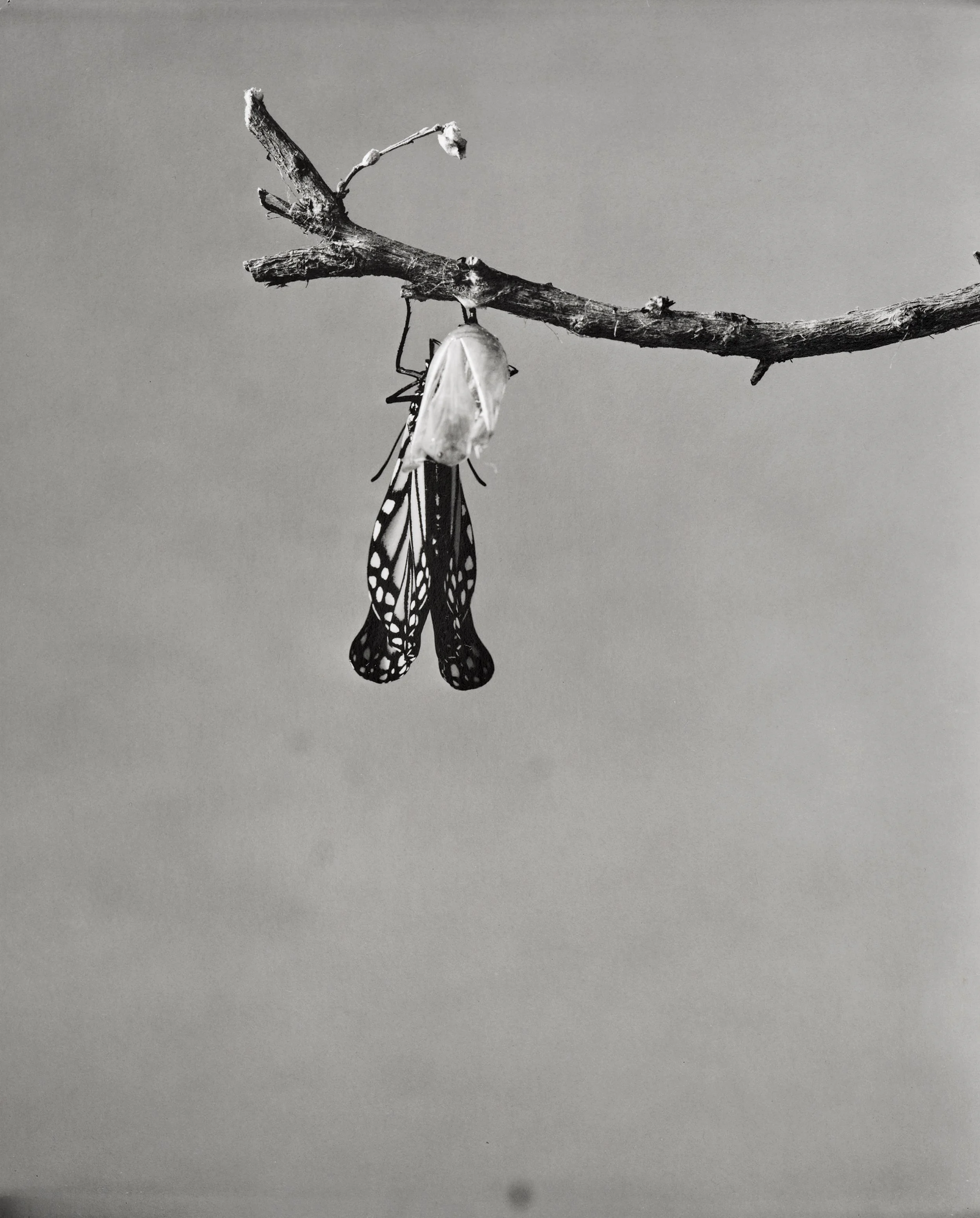 Monarch-Doc_040.jpg