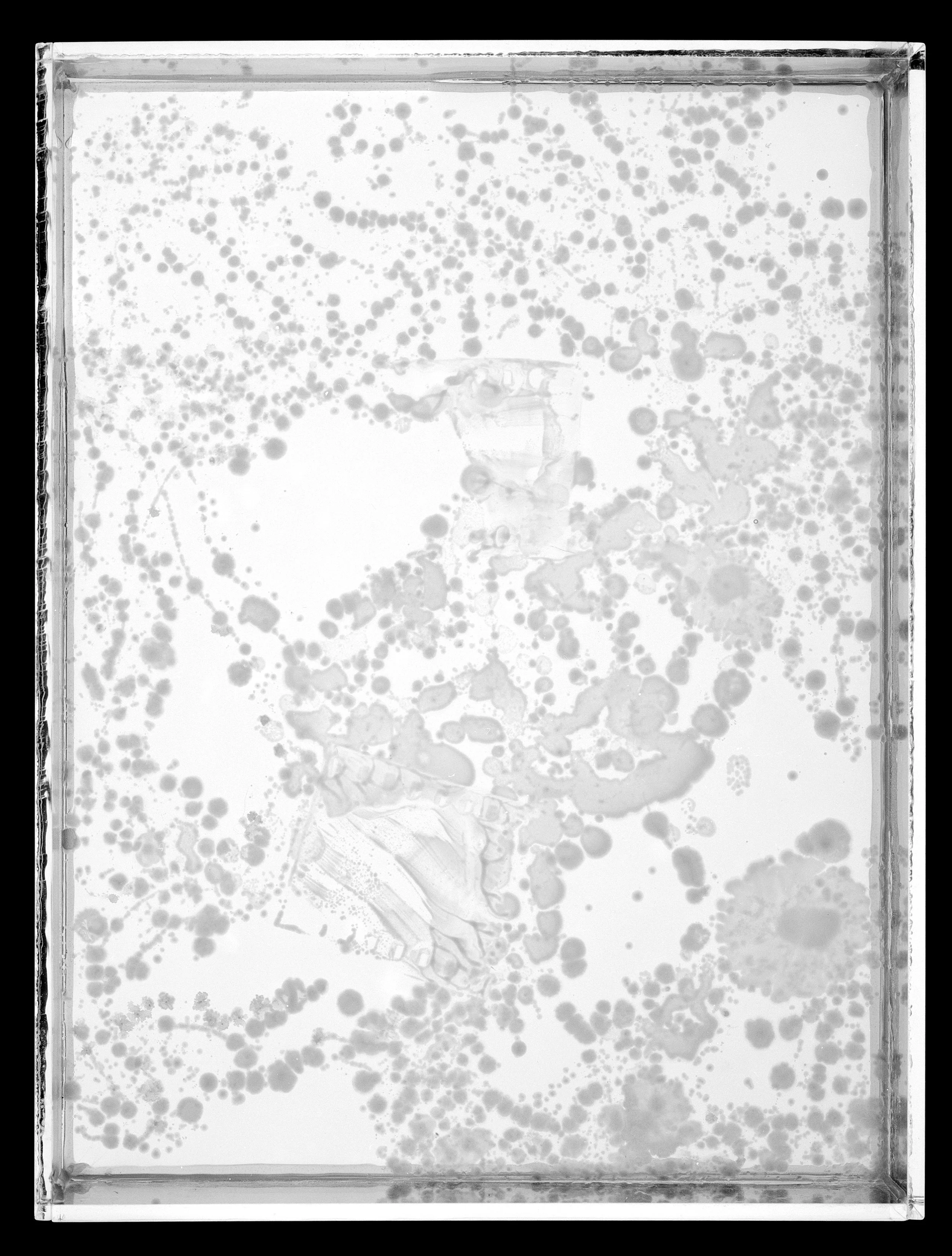 2023.6.10_AgarPlates_8A_8.3x.jpg