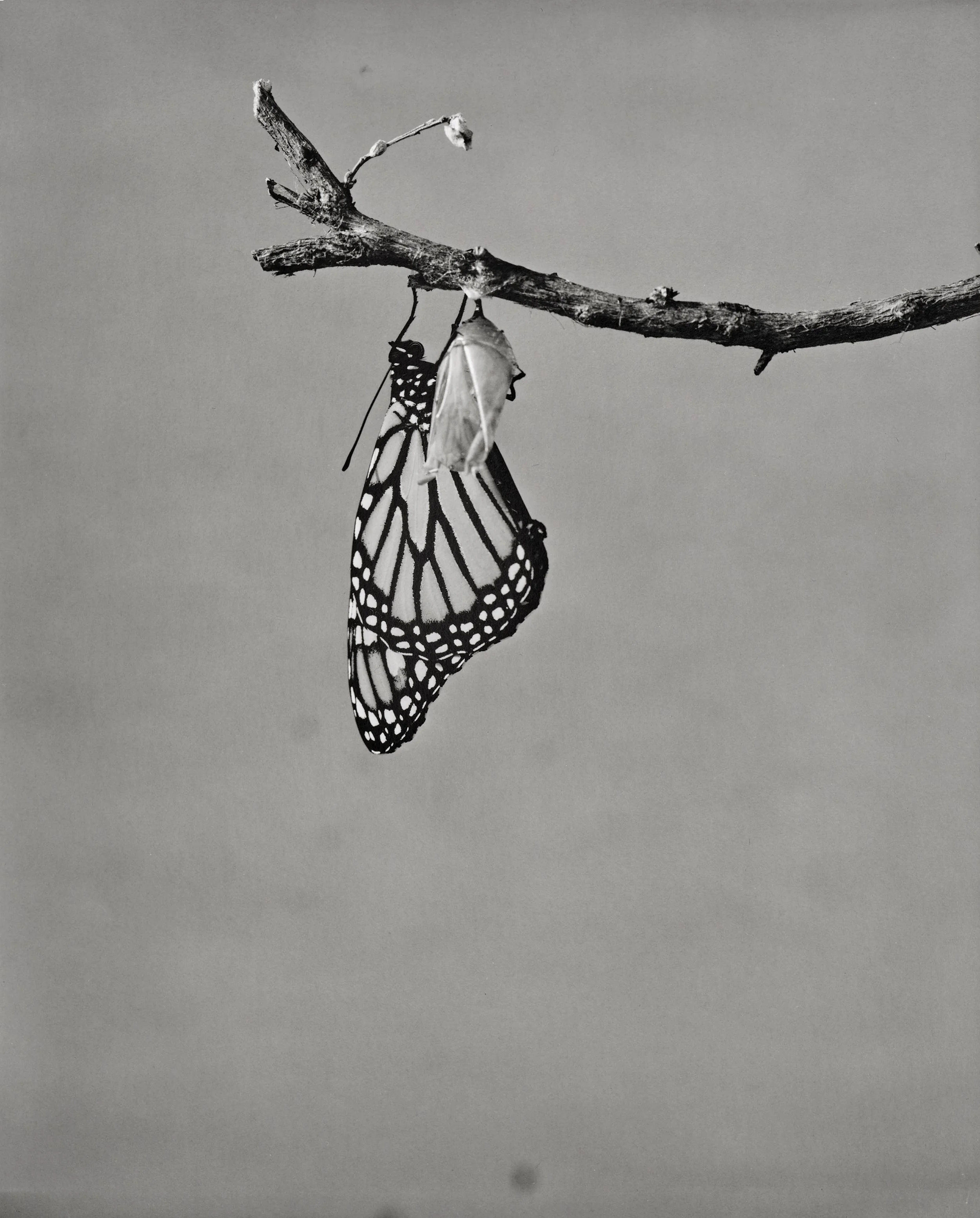 Monarch-Doc_041.jpg