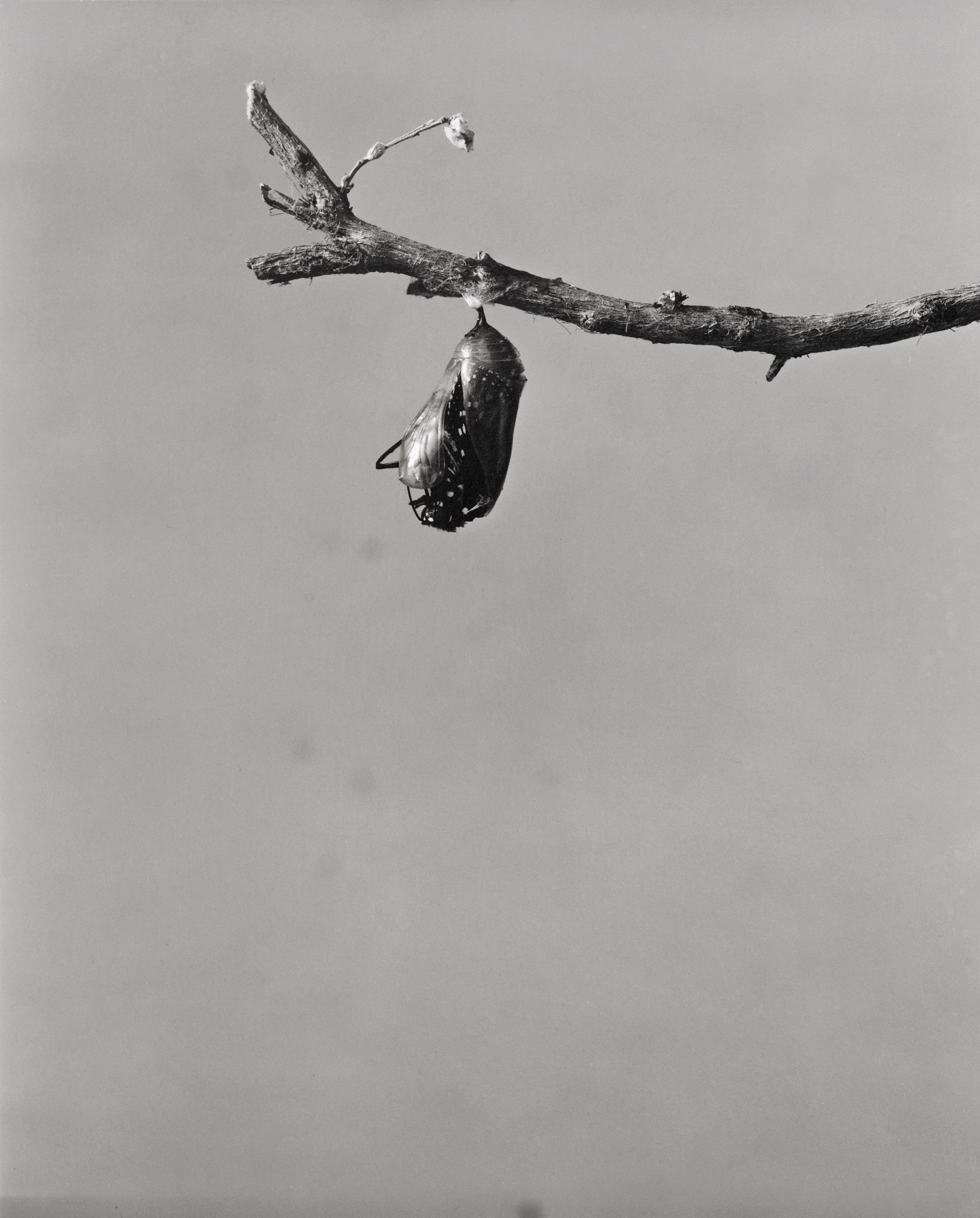 Monarch-Doc_037.jpg