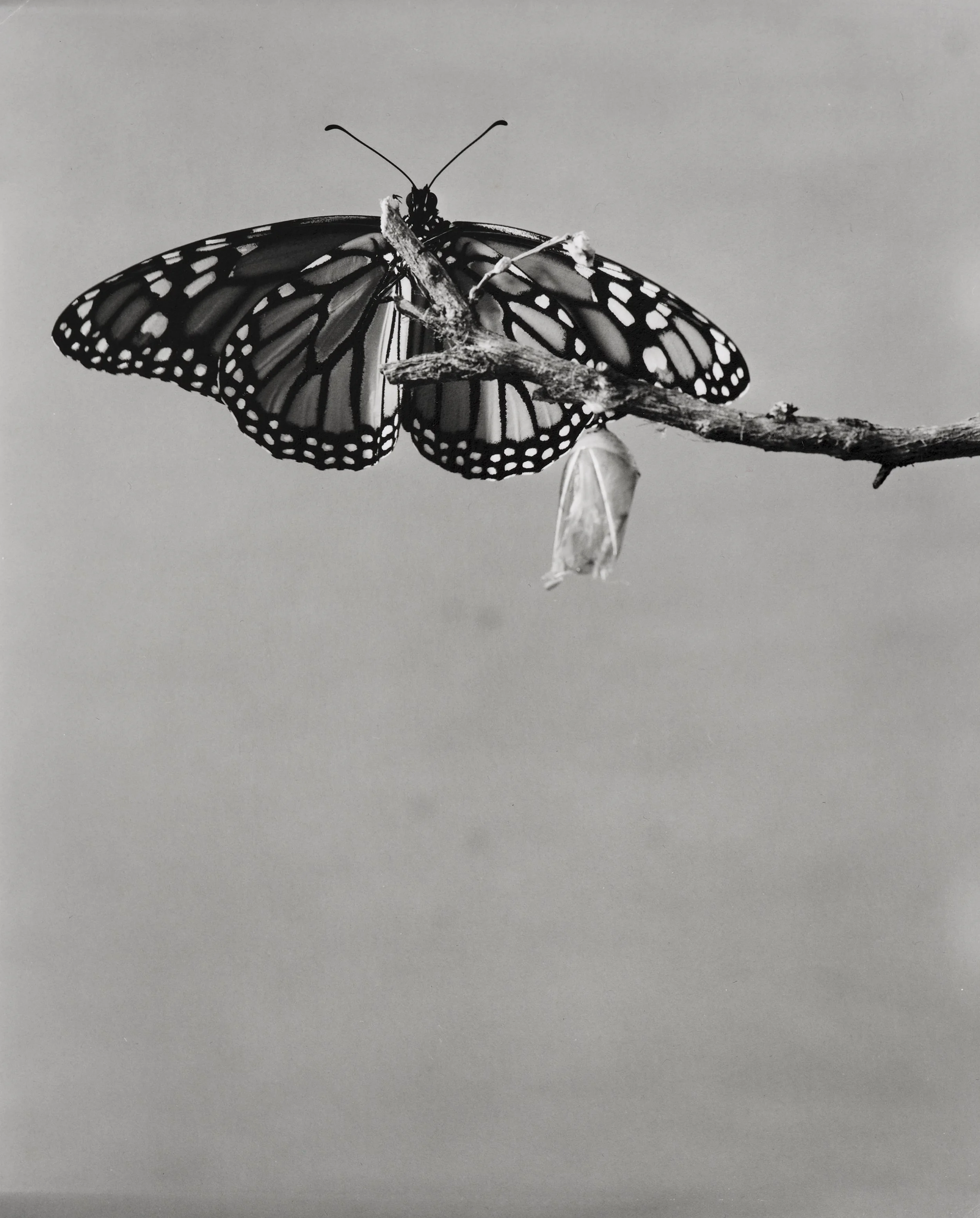 Monarch-Doc_044.jpg