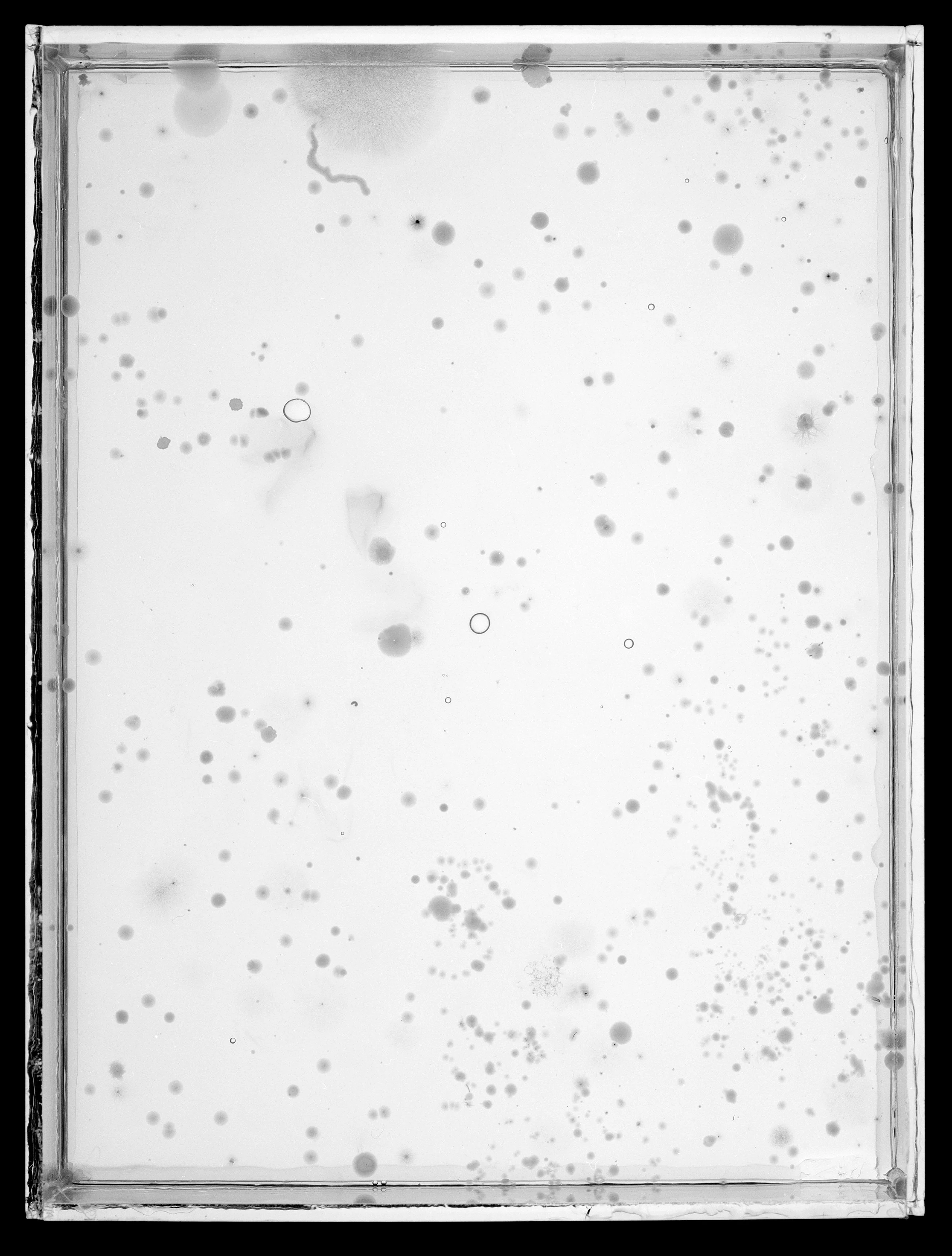 2023.6.10_AgarPlates_10B.jpg