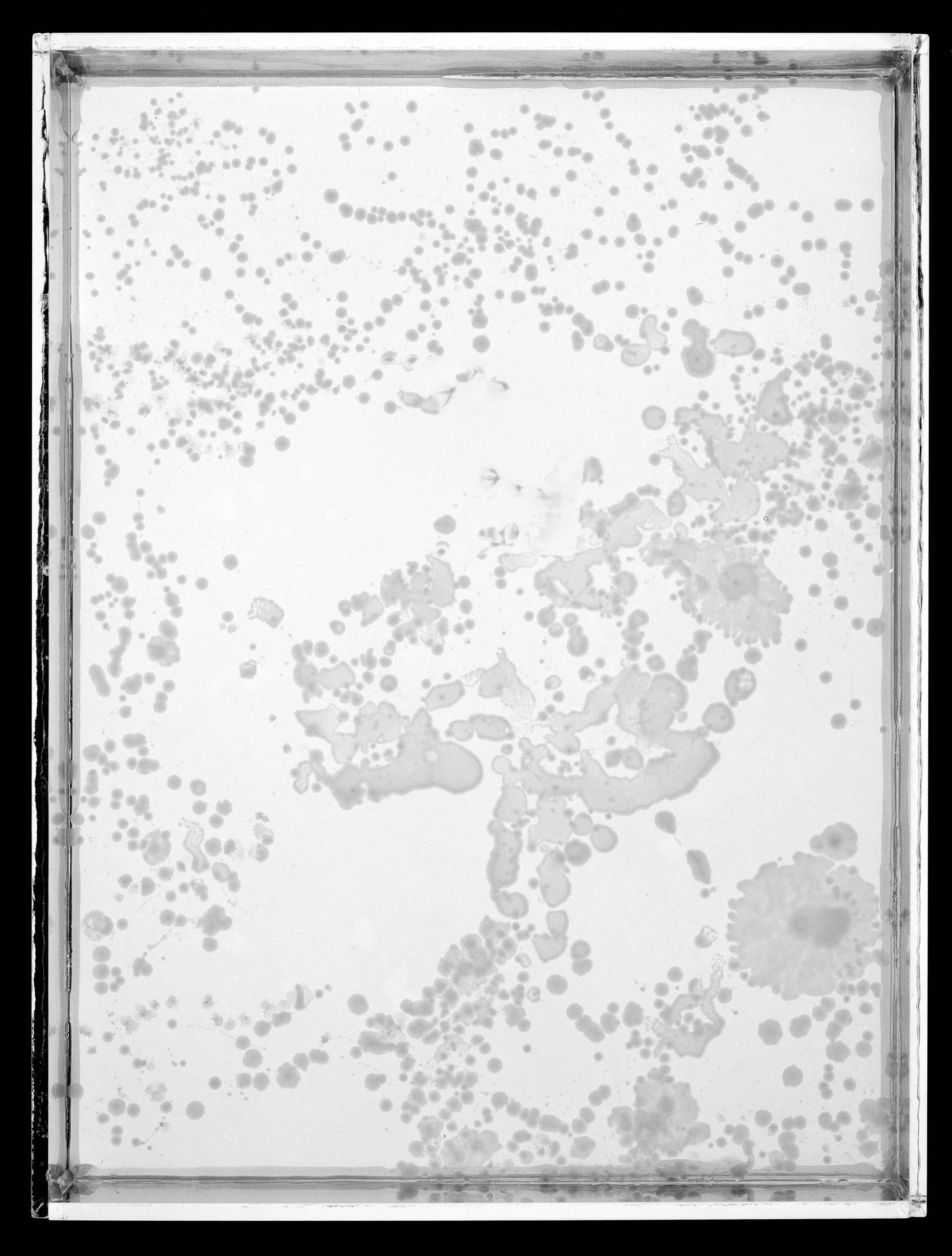 2023.6.10_AgarPlates_9A_8x.jpg