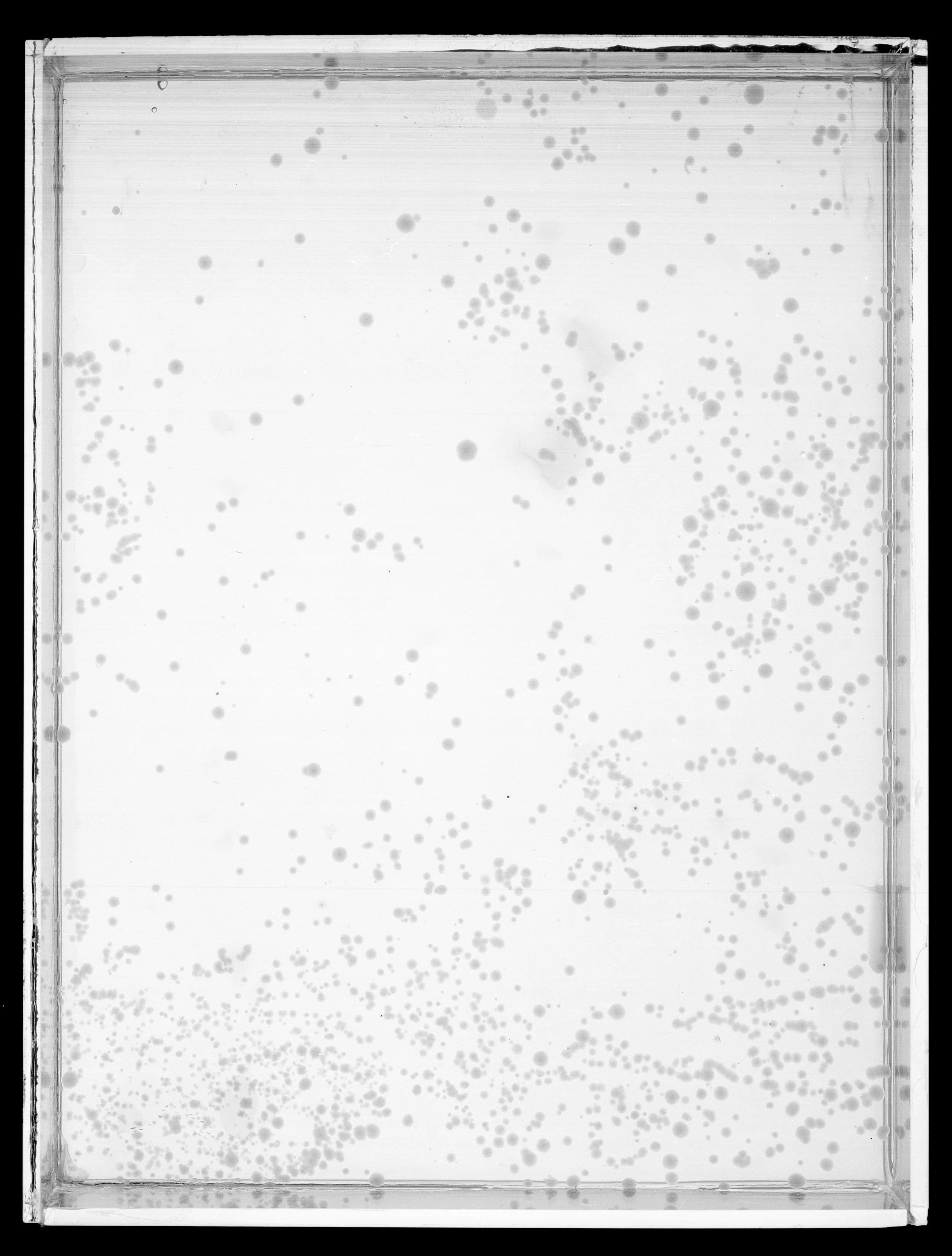 2023.6.10_AgarPlates_7A.jpg