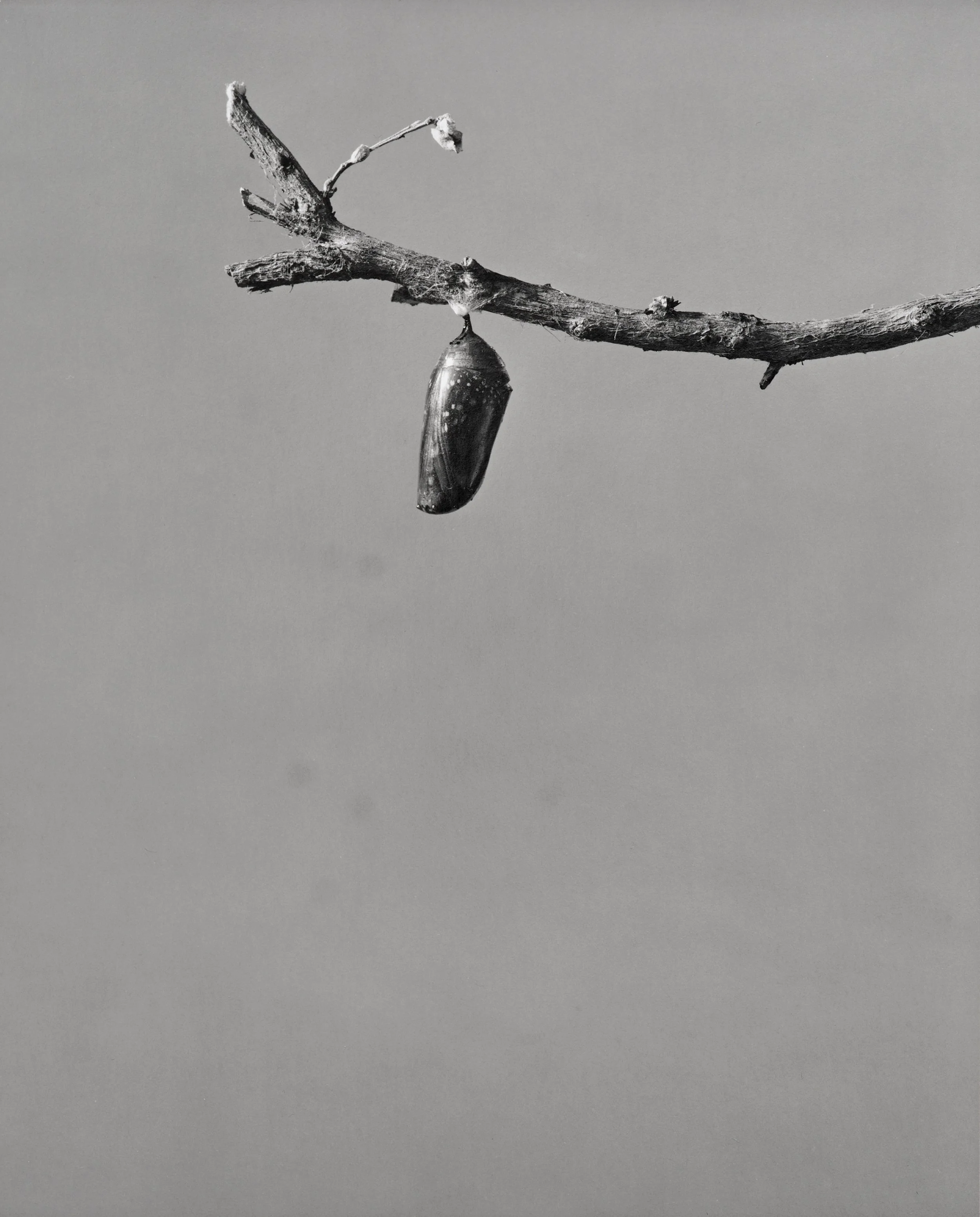 Monarch-Doc_036.jpg
