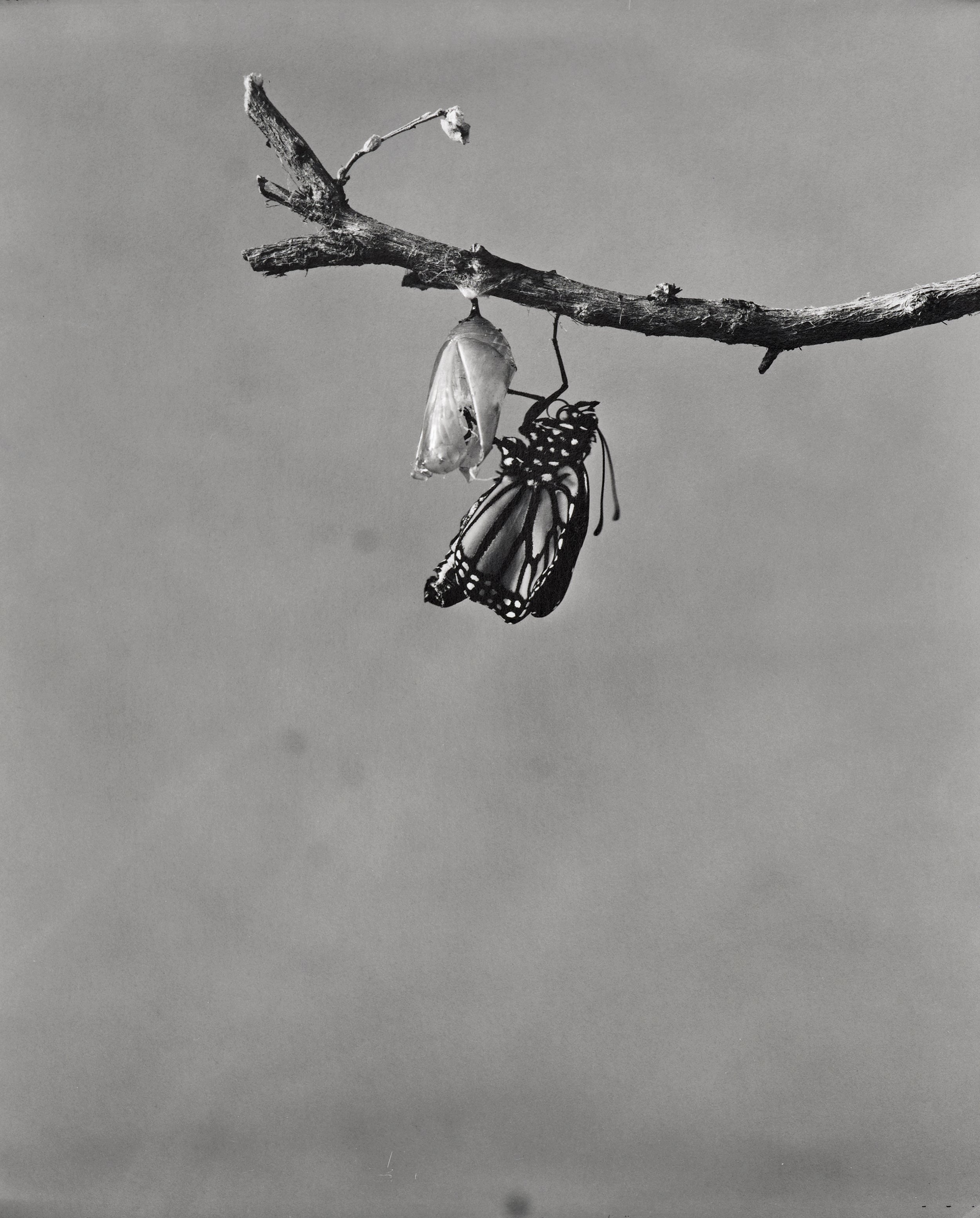Monarch-Doc_039.jpg