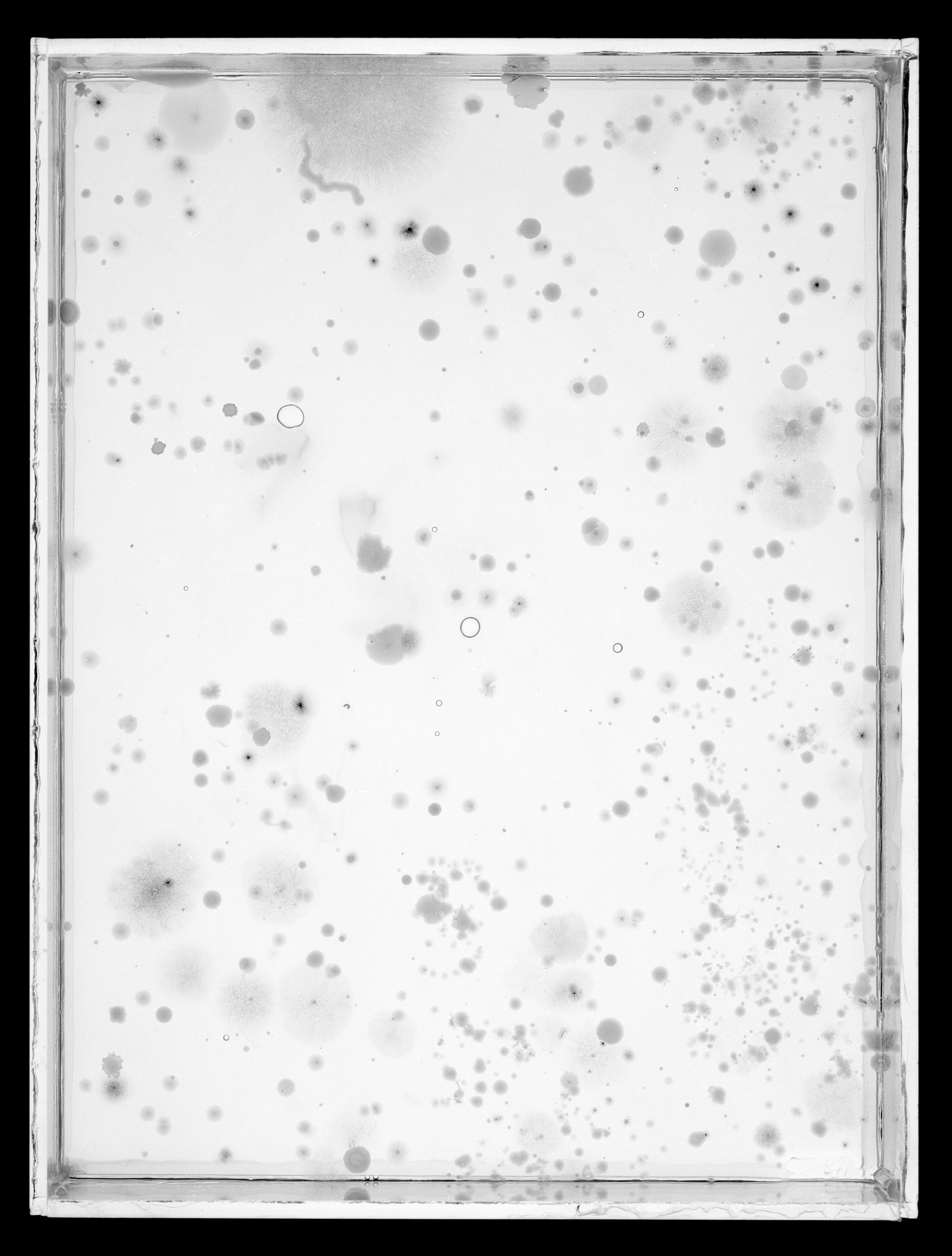 2023.6.10_AgarPlates_10A.jpg