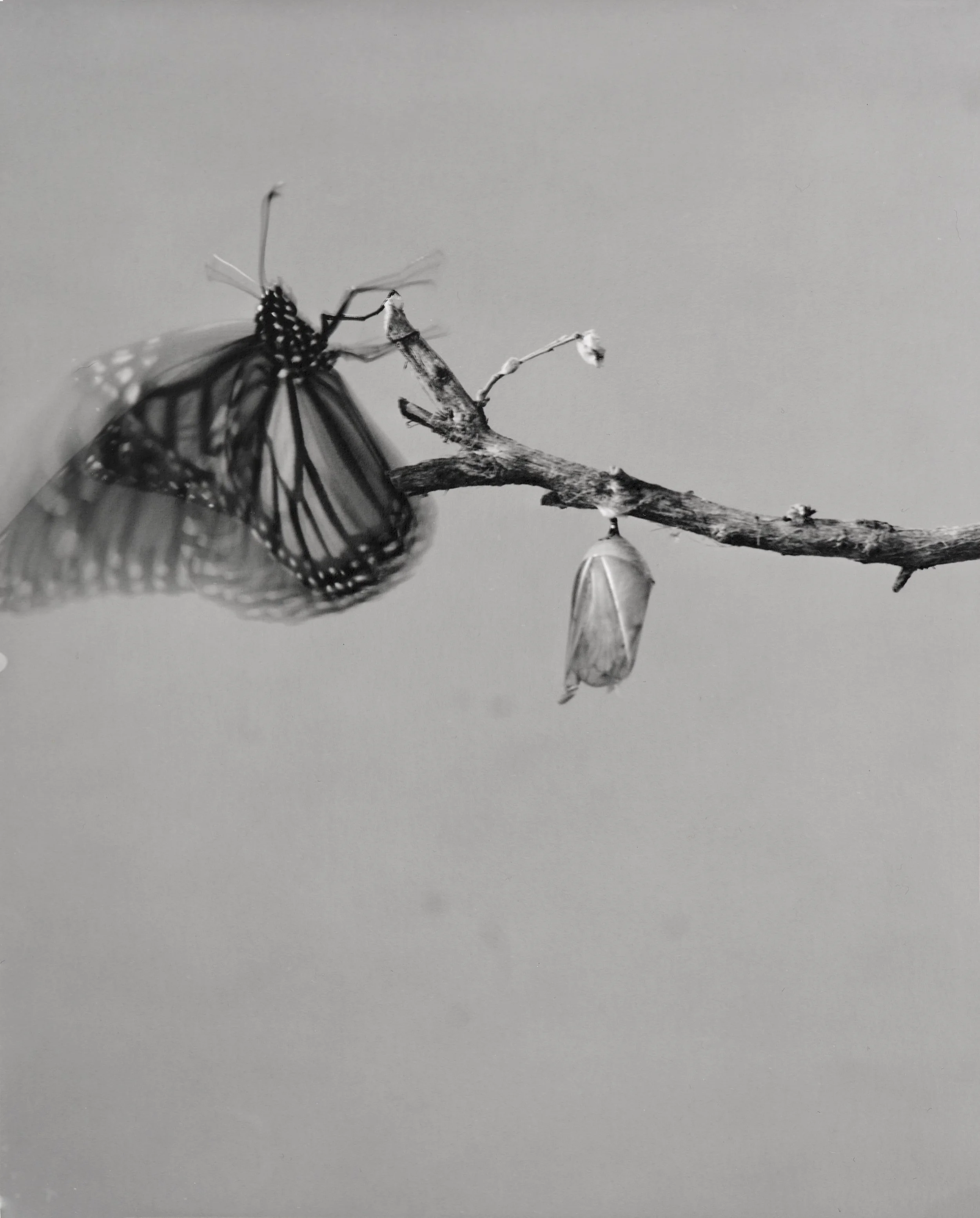 Monarch-Doc_042.jpg