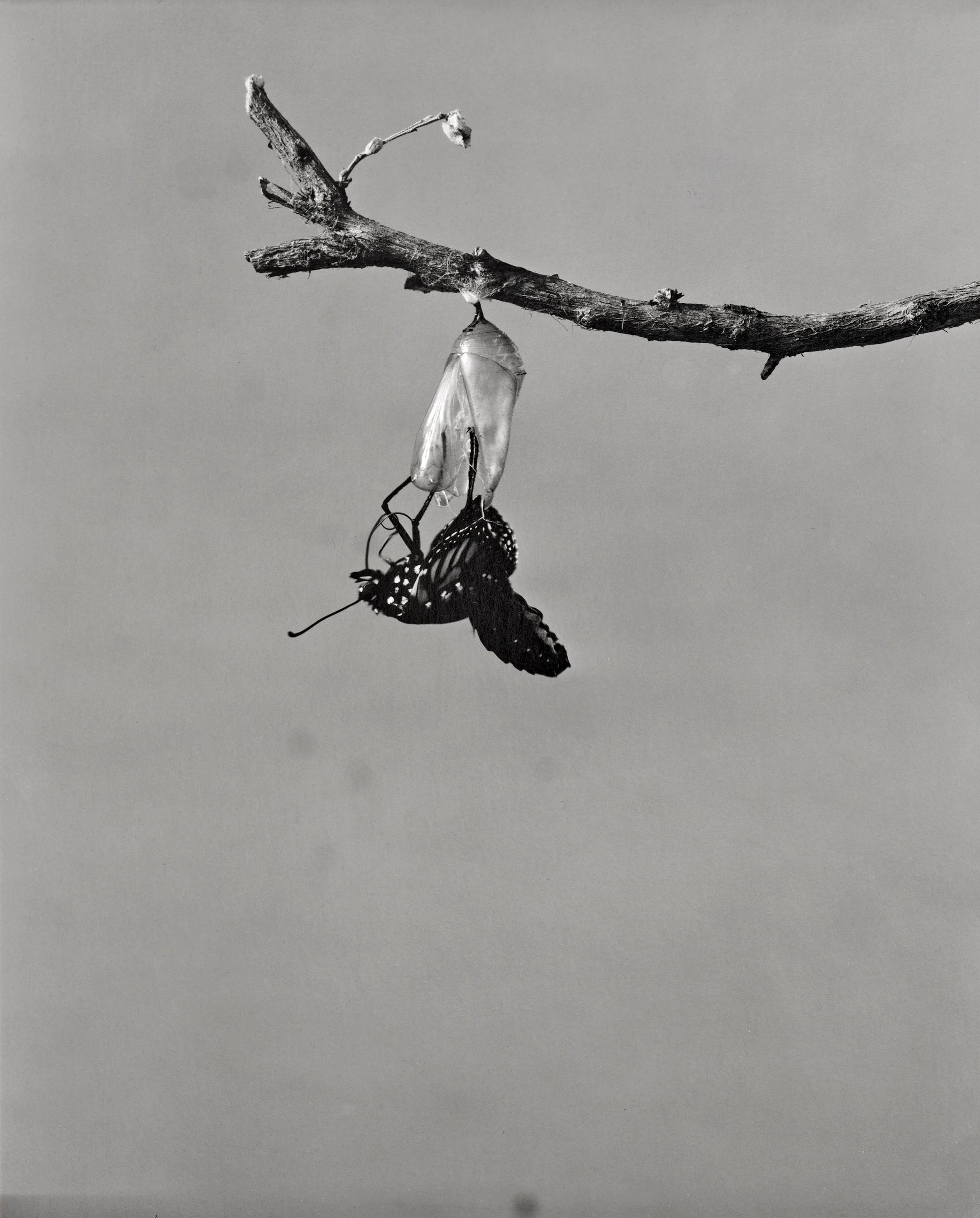 Monarch-Doc_038.jpg