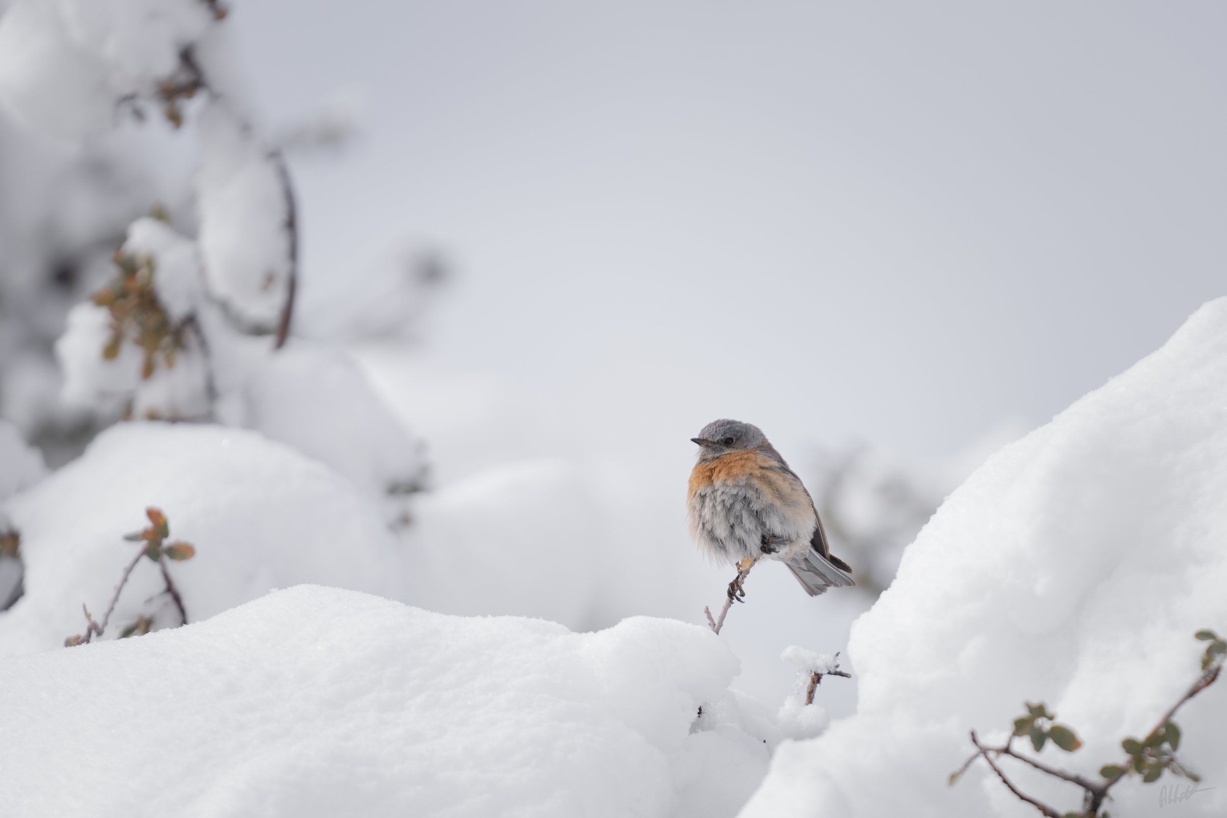 March snow-7.jpg