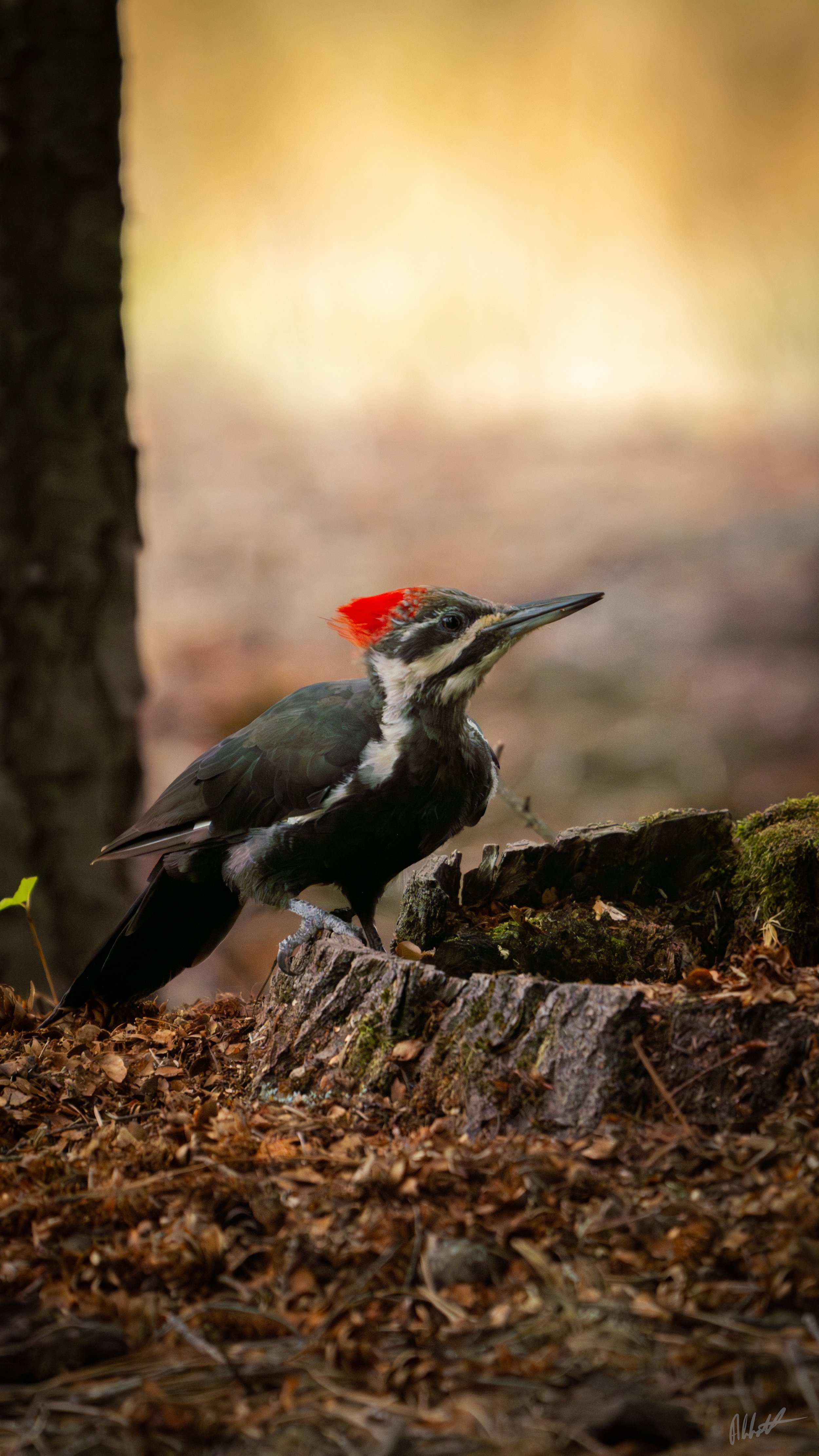 Idaho Woodpecker ig-1.jpeg