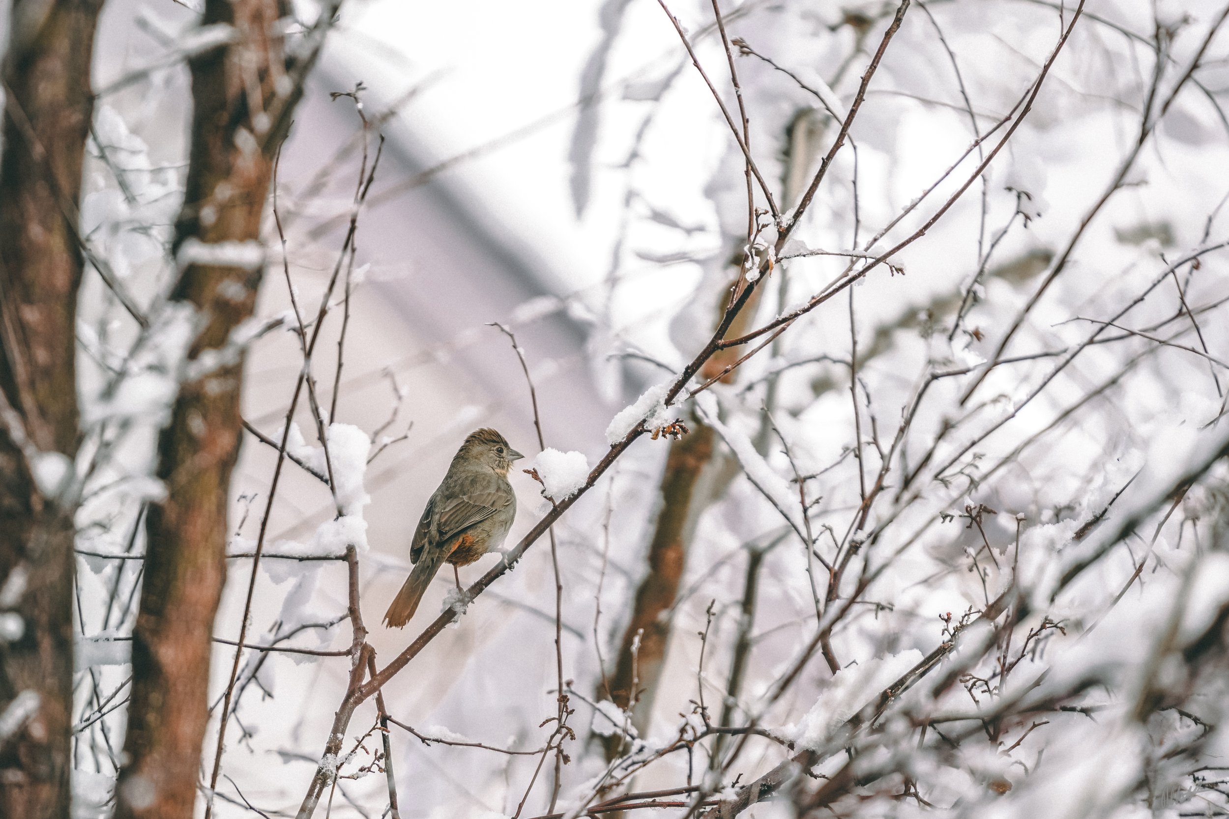 March snow-10.jpg