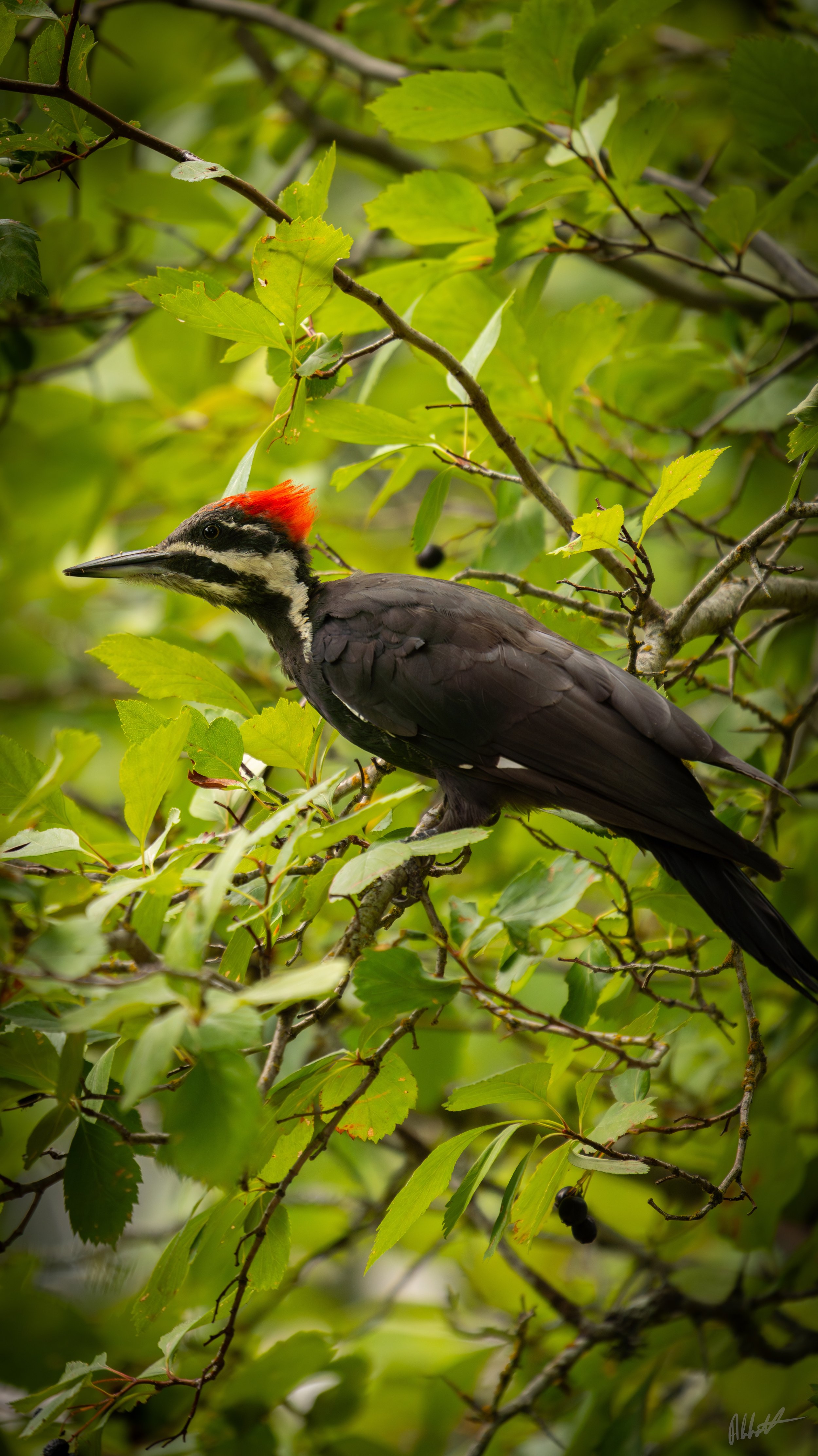 Idaho Woodpecker ig.jpeg