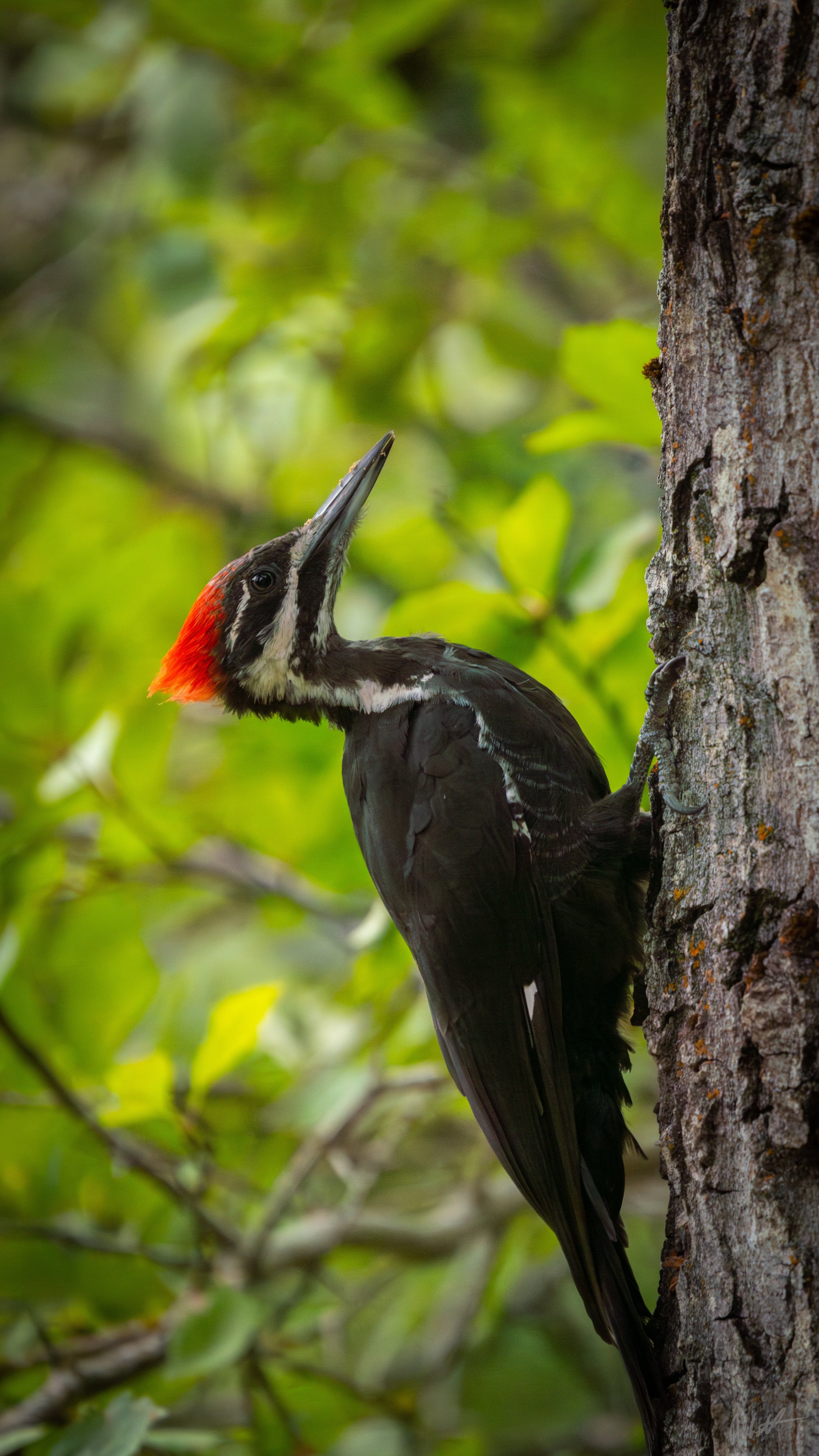 Idaho Woodpecker ig-3.jpeg