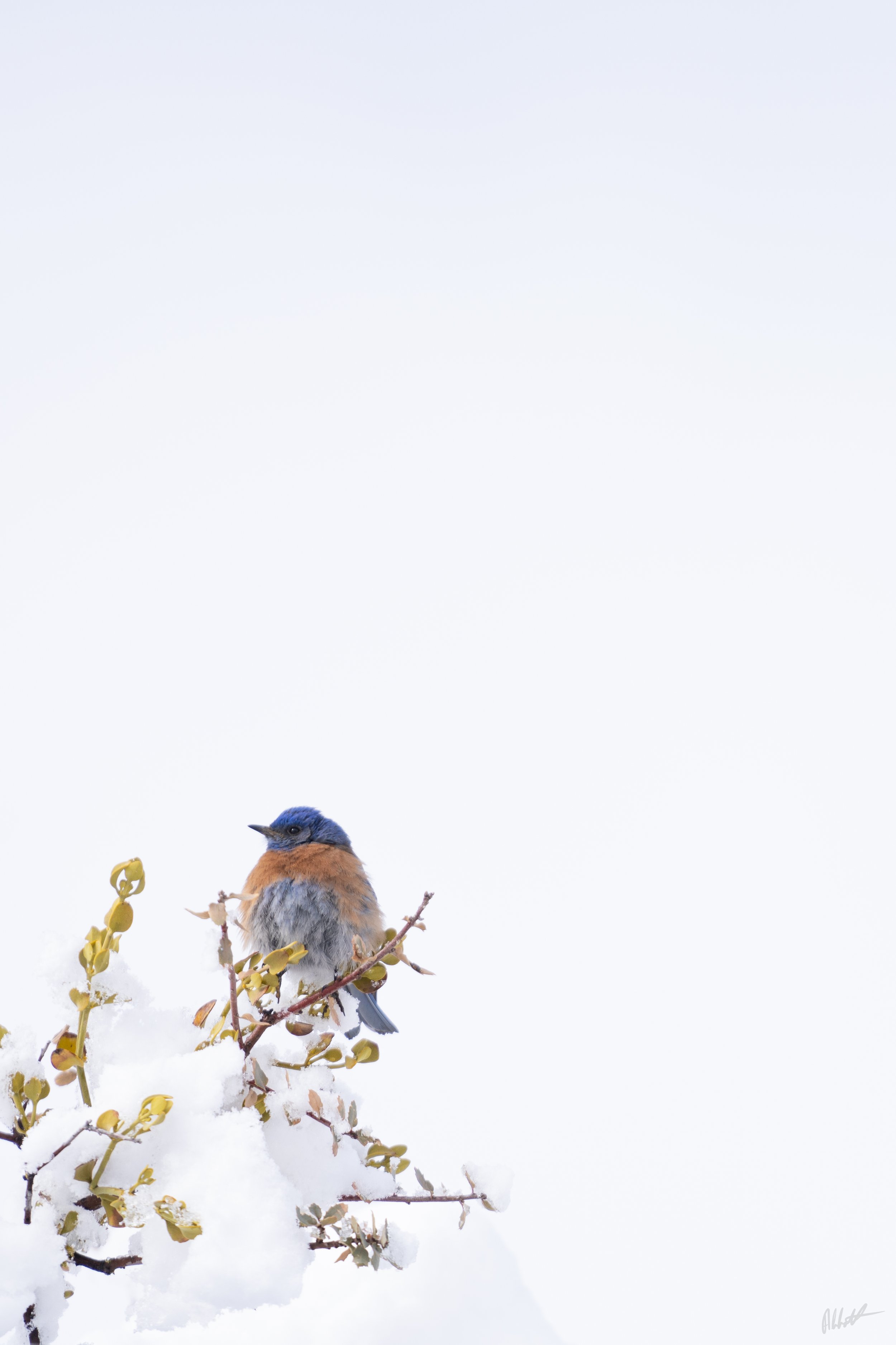 March snow-8.jpg
