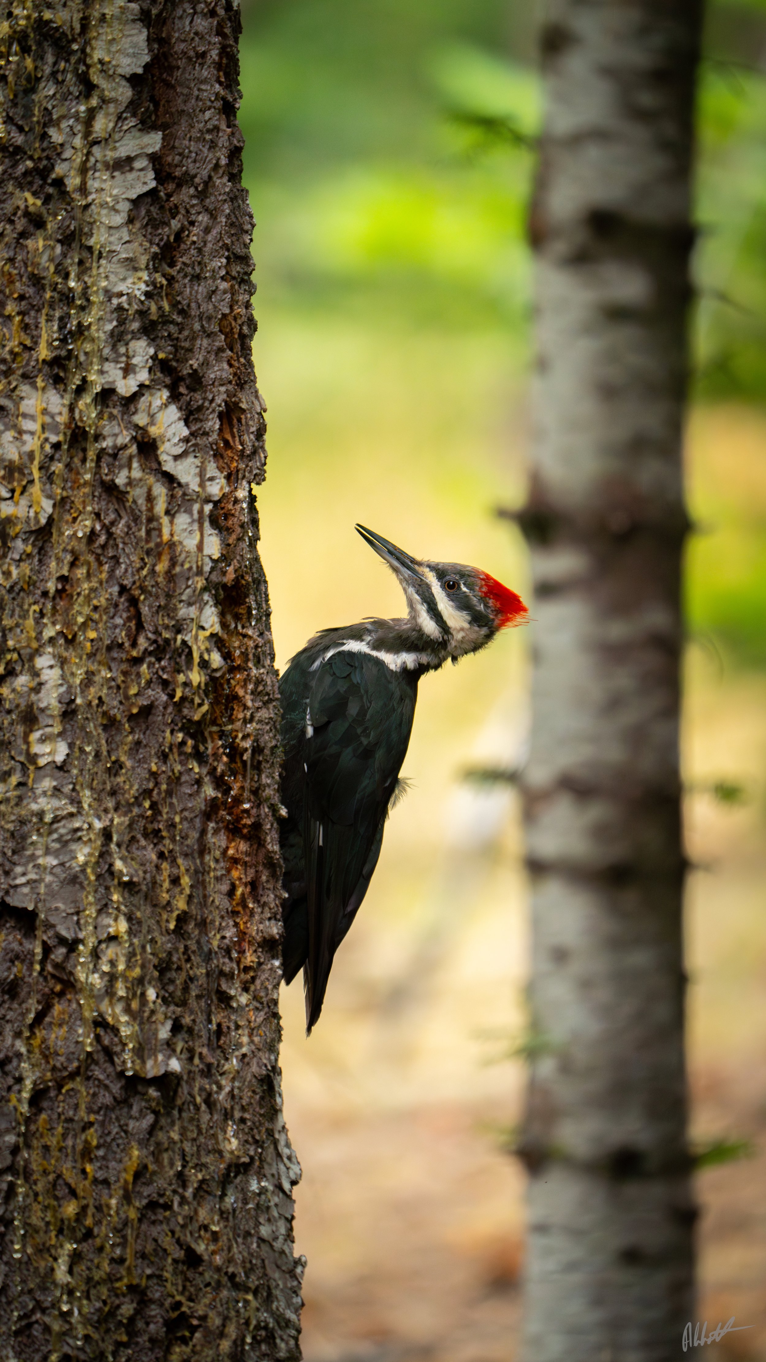 Idaho Woodpecker ig-2.jpeg